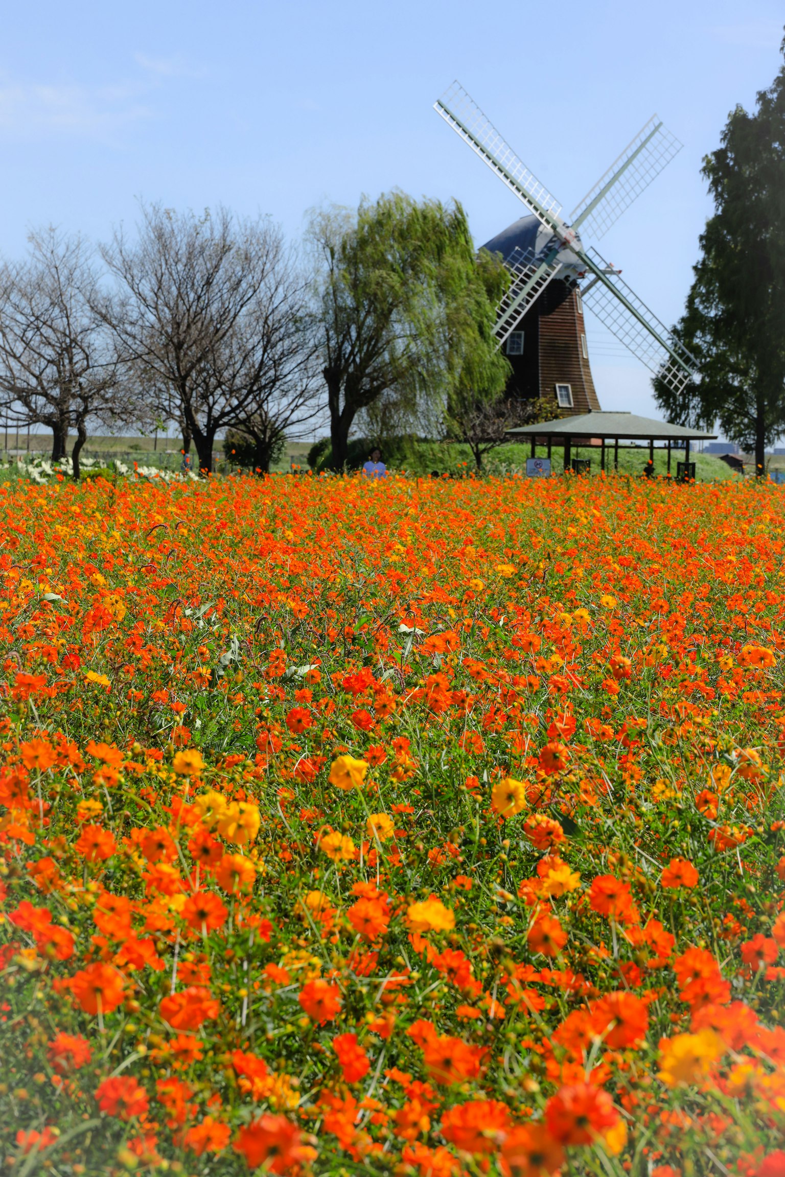 Vibrant orange flower field with a windmill in the background