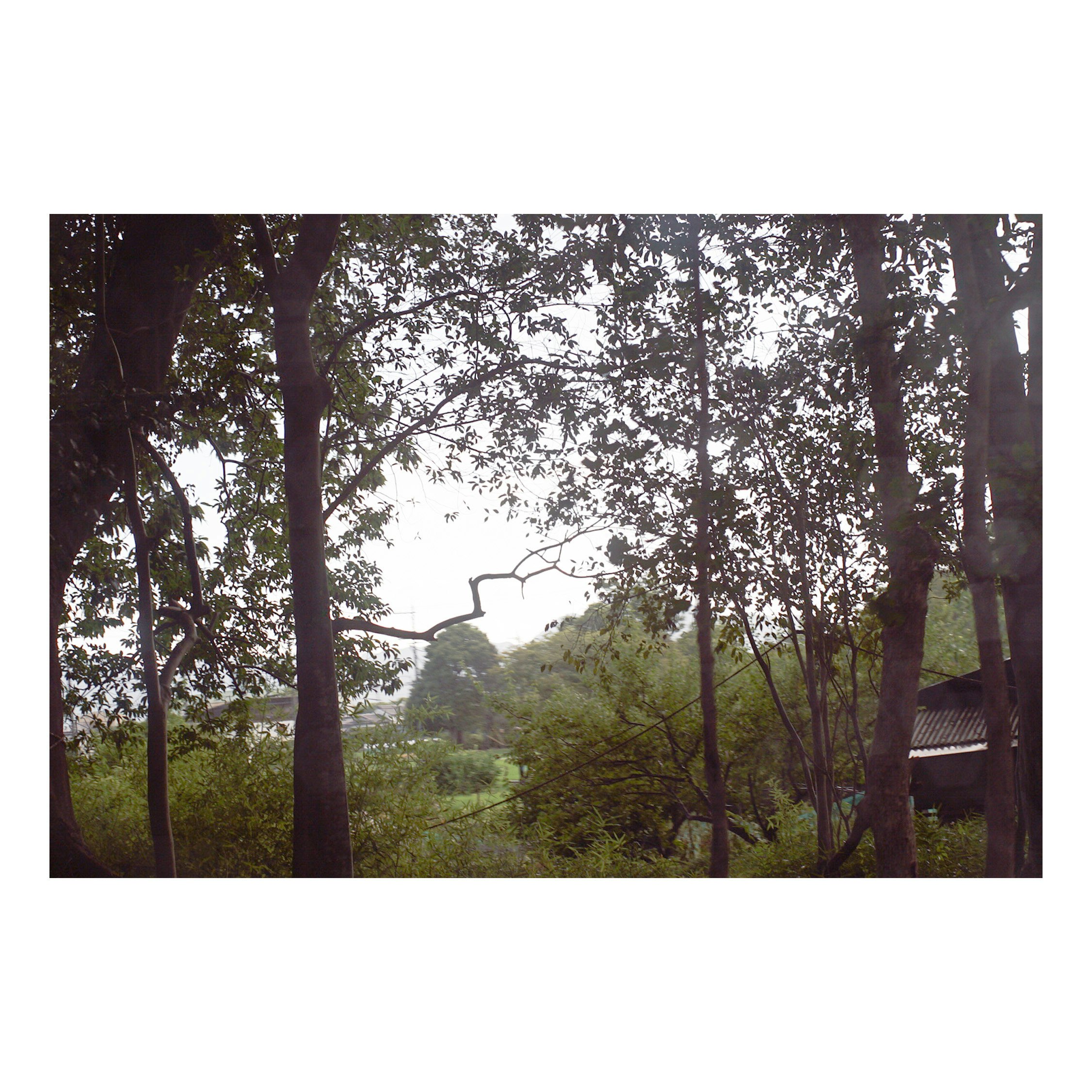 木々の間から見える緑の庭と小屋のある風景