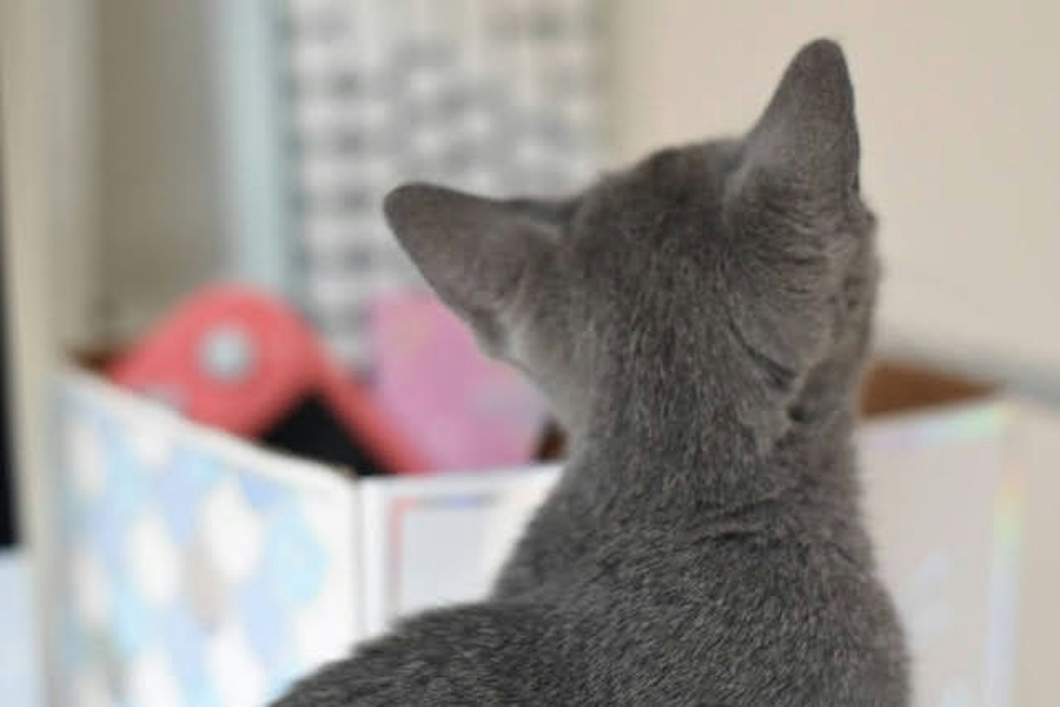 Chat gris regardant une boîte par derrière