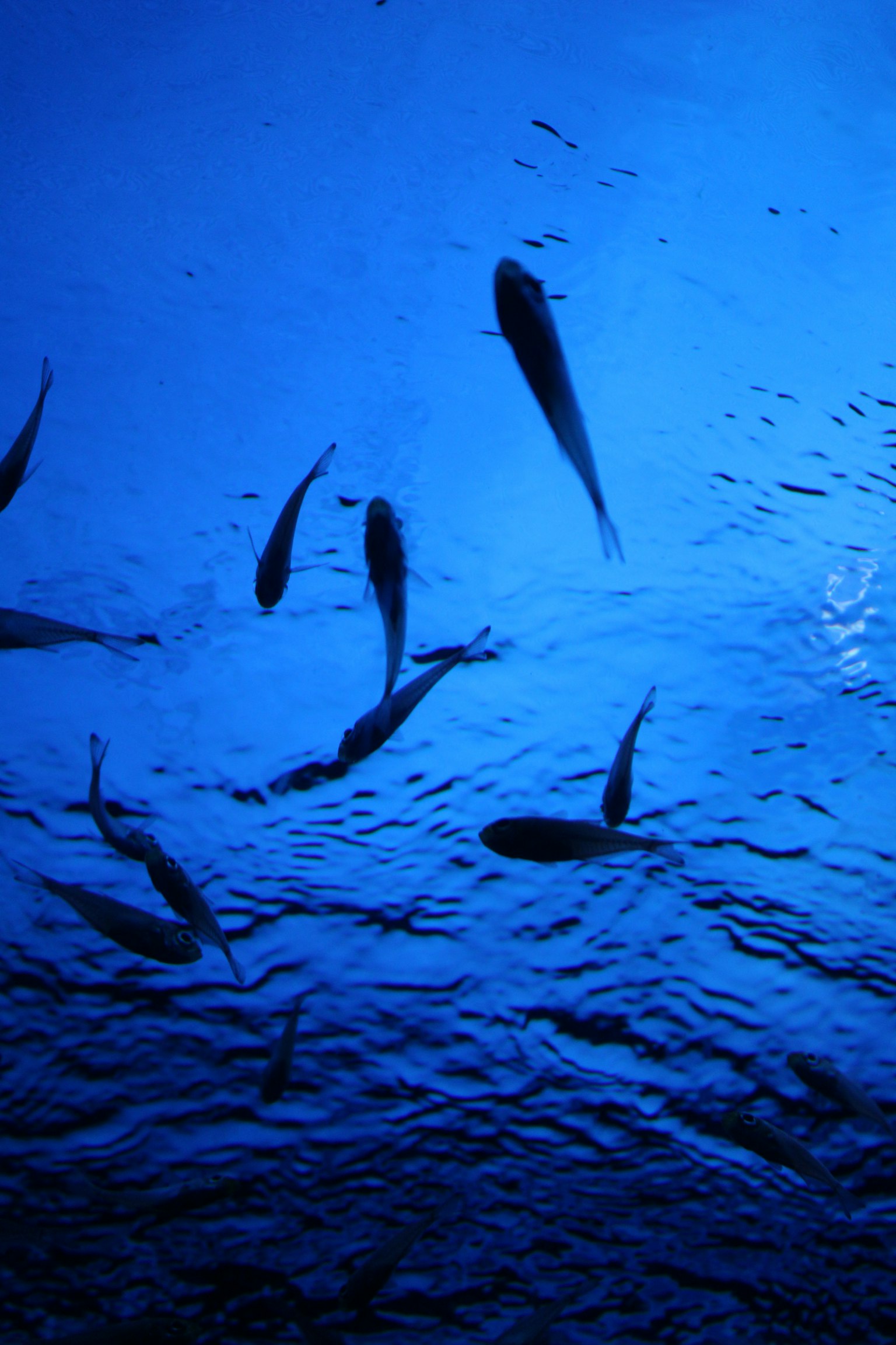 青い水中で泳ぐ魚たちの群れ