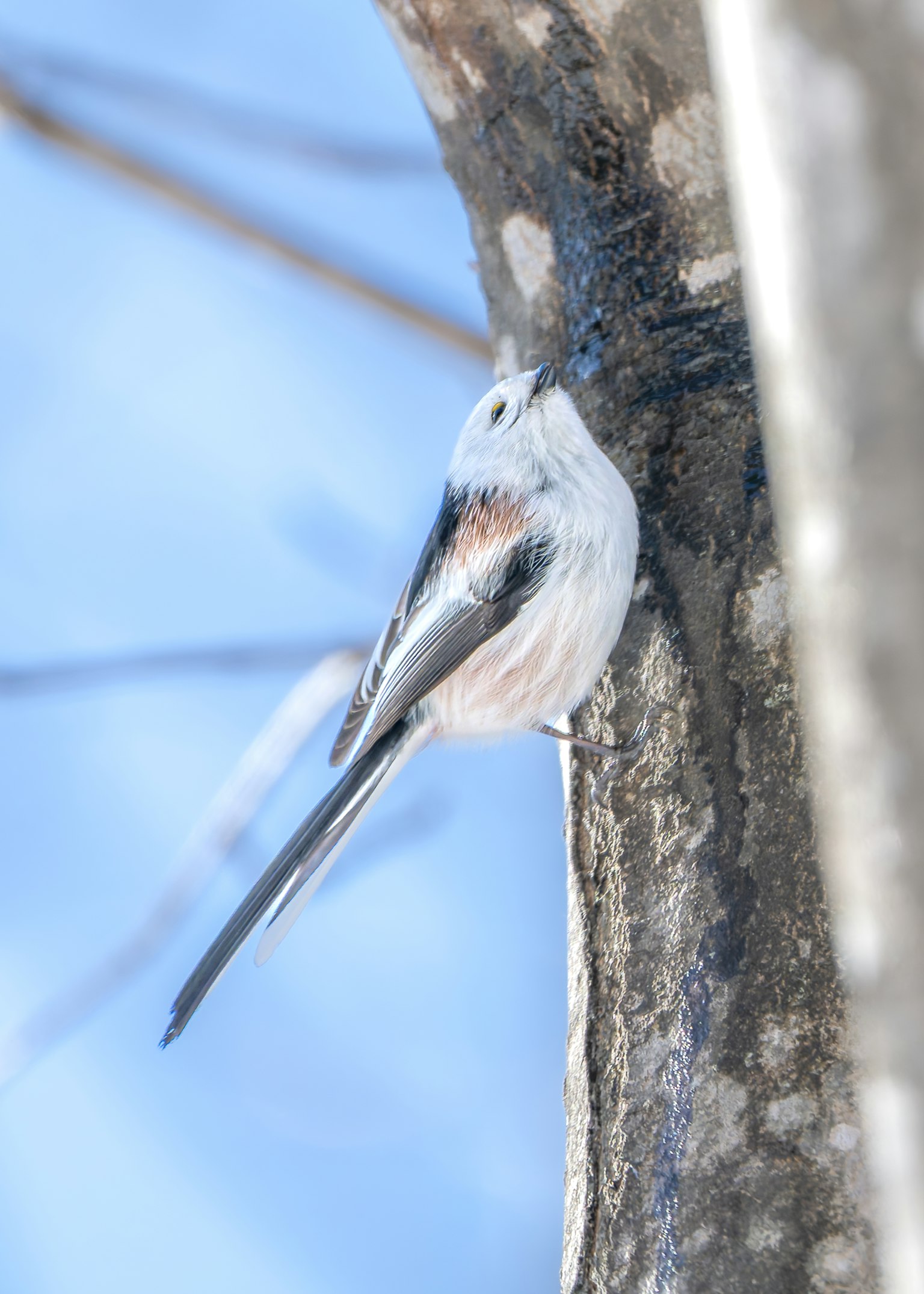 Nahaufnahme eines kleinen Vogels, der auf einem Baumstamm sitzt, mit weißen Federn und einem langen Schwanz