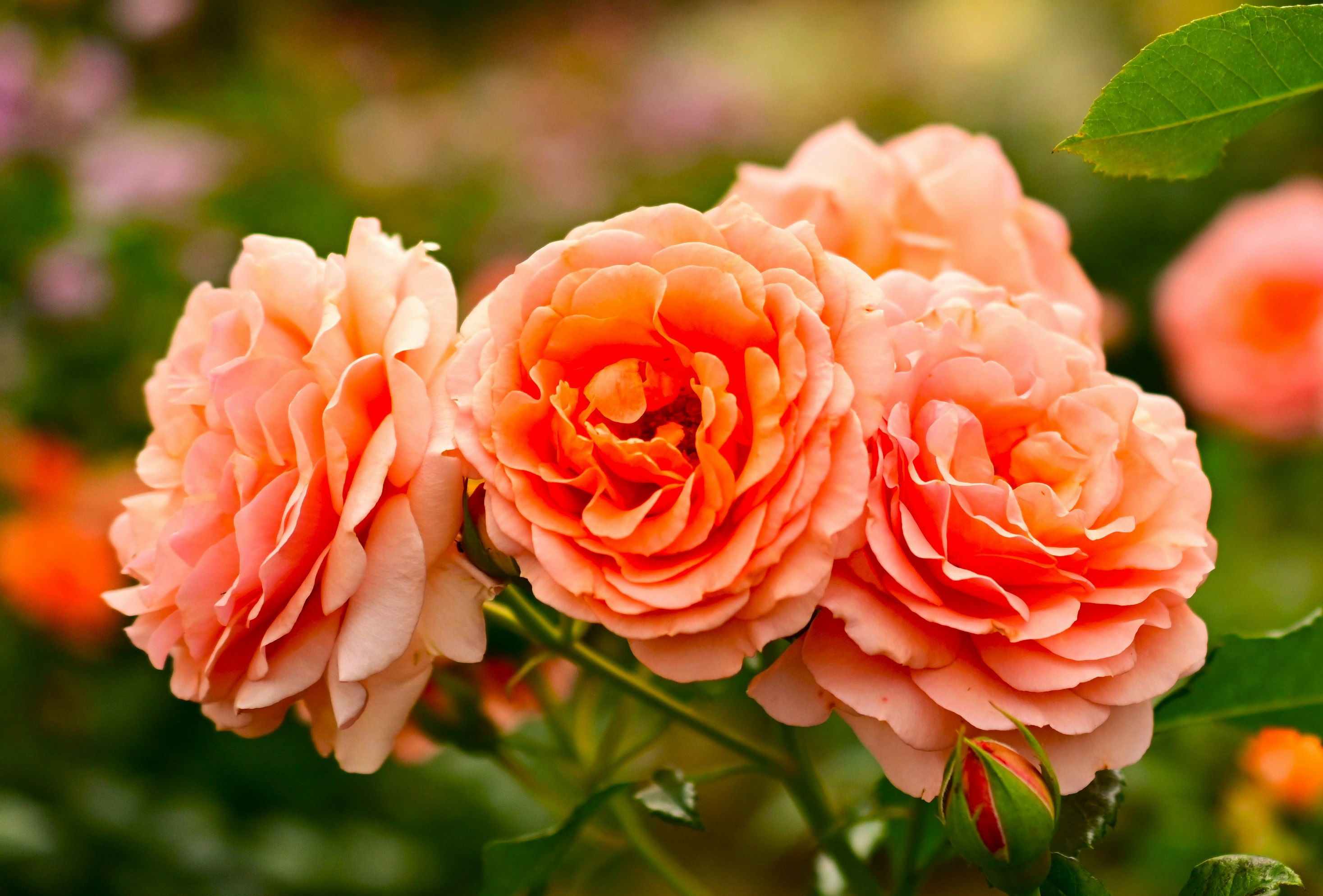 桃色のバラの花束のクローズアップ
