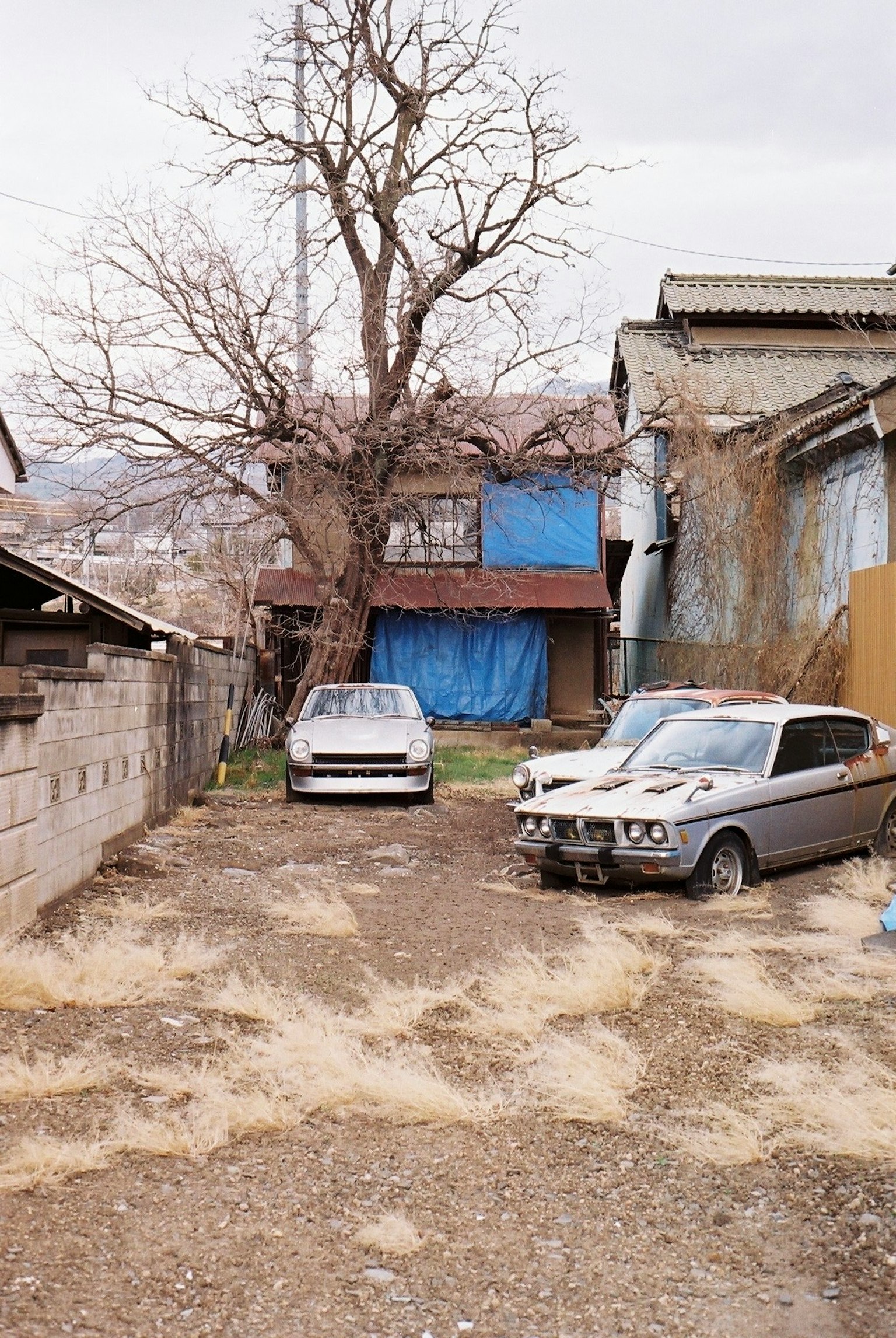 兩輛停在荒廢後院的車和一棵光禿的樹