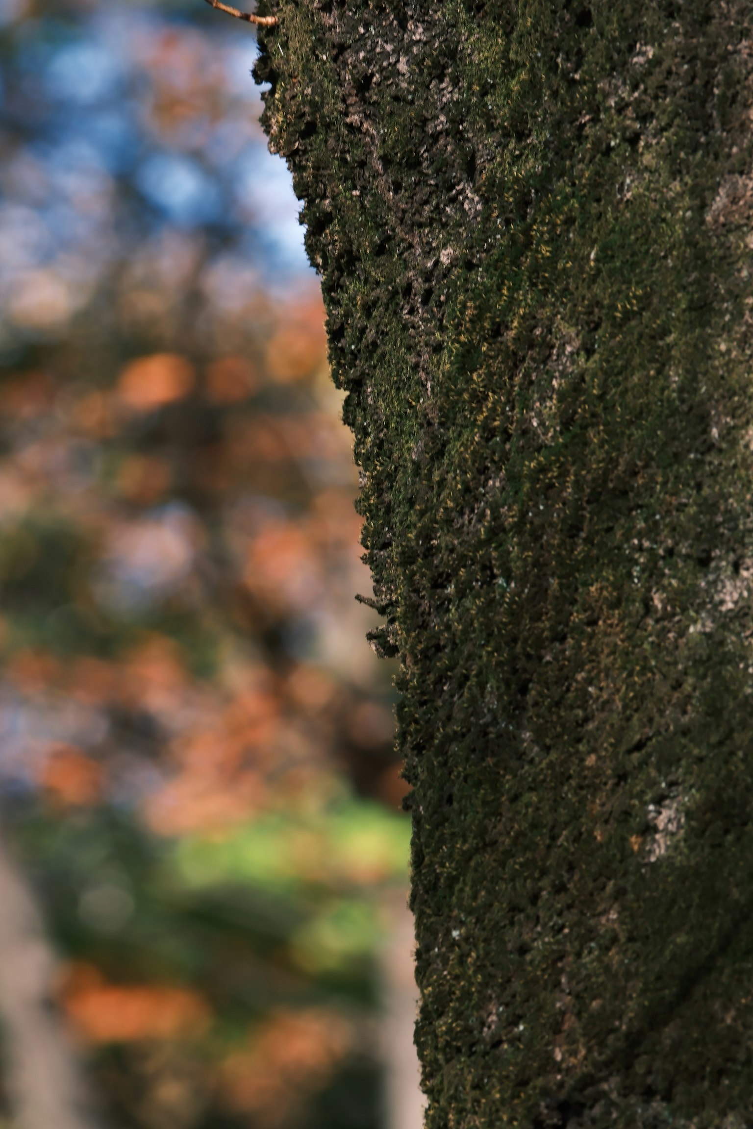 Close-up of a tree trunk featuring green moss with blurred autumn leaves in the background