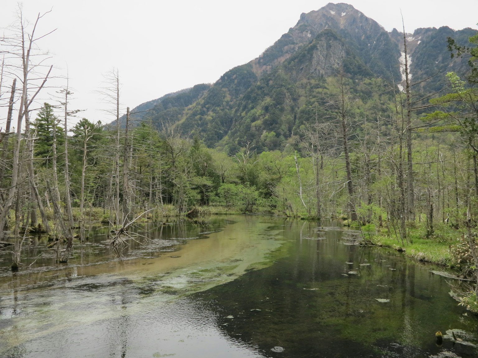Üppiger Wald und ruhige Wasseroberfläche in einer natürlichen Landschaft
