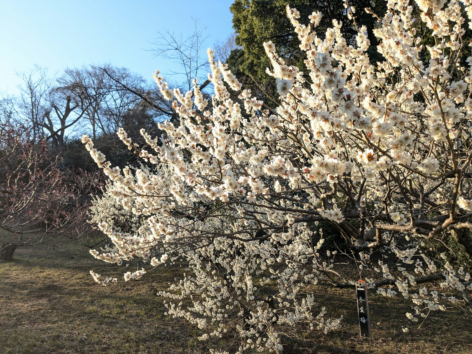 Un albero in piena fioritura con fiori bianchi sotto un cielo blu