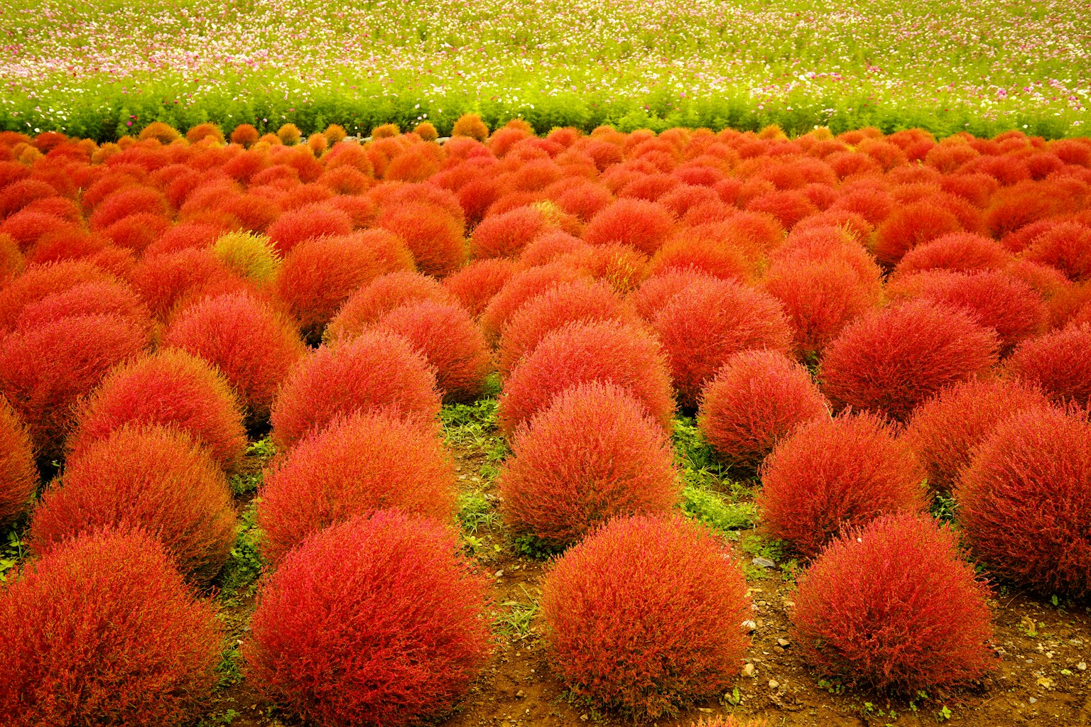 Campo di piante sferiche rosse vivaci