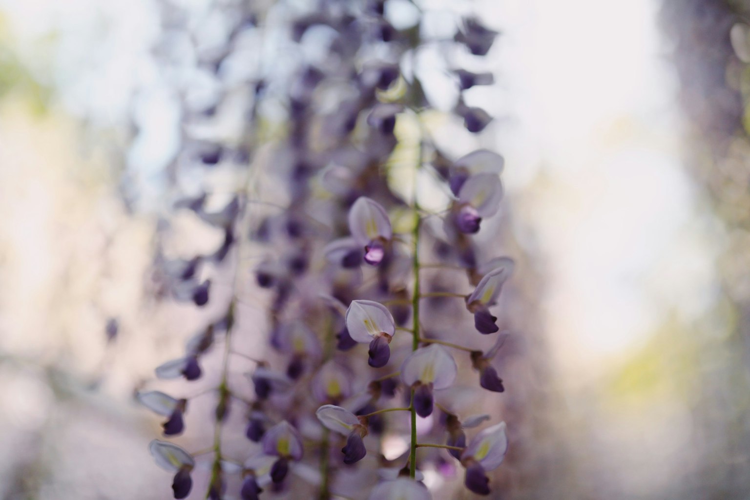Image magnifique de fleurs de glycine en cascade dans des teintes violettes douces
