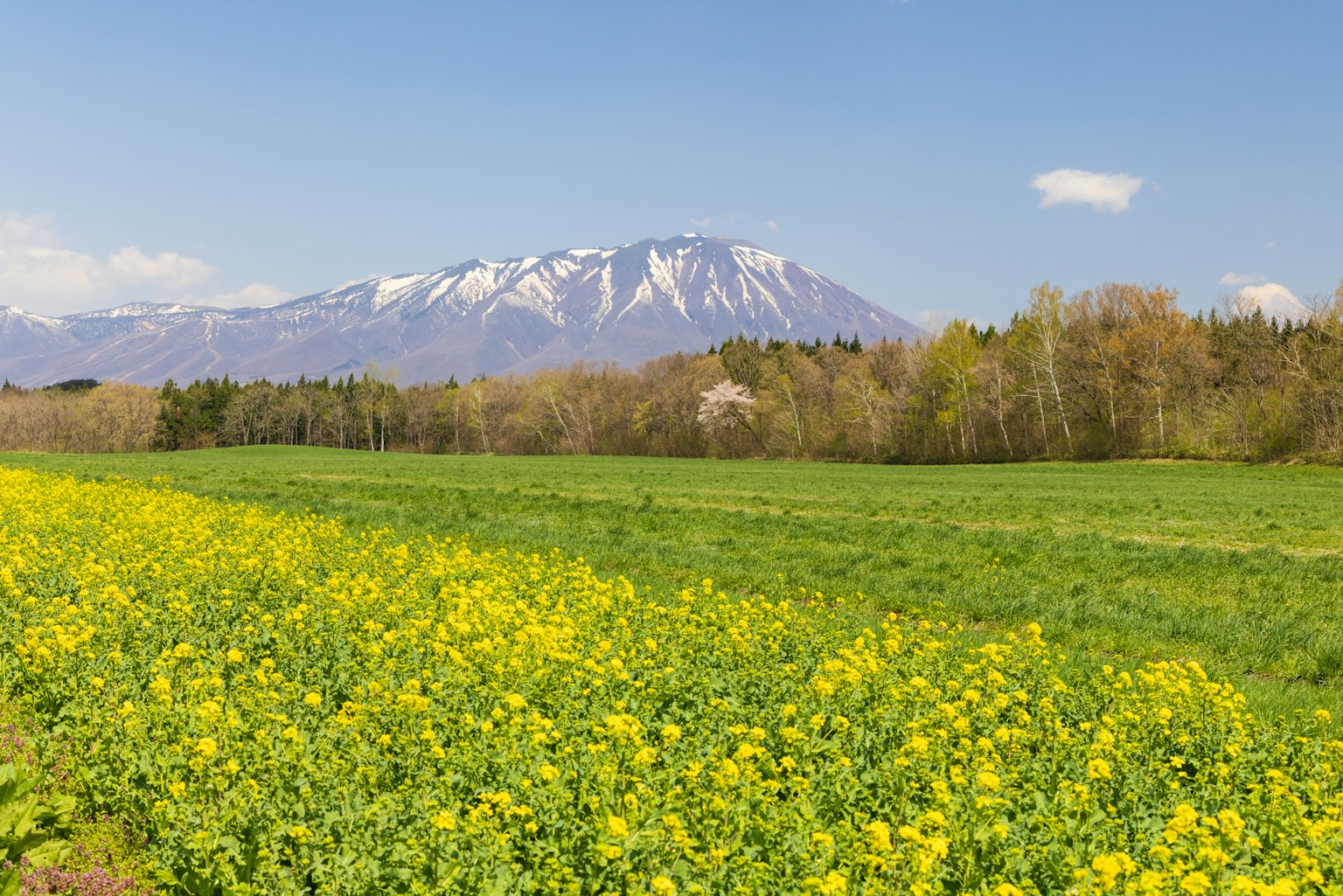 Paisaje con una montaña nevada y un campo de flores amarillas