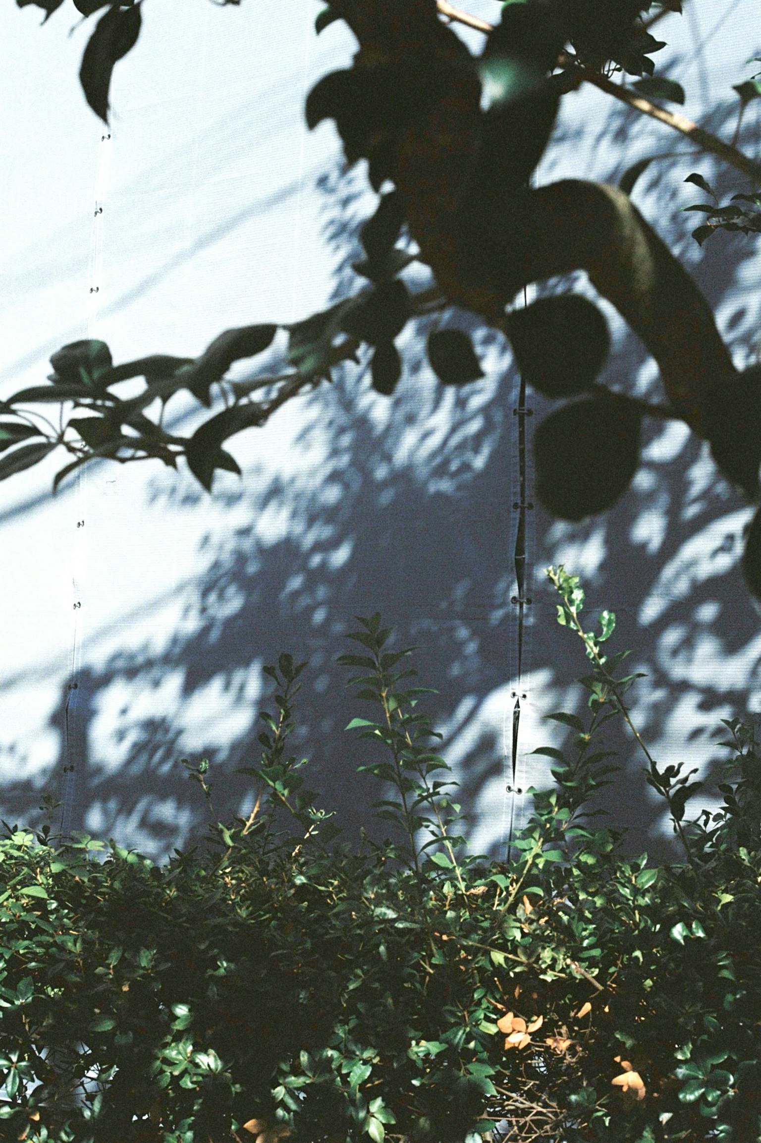 Shadows of leaves on a blue wall with green plants