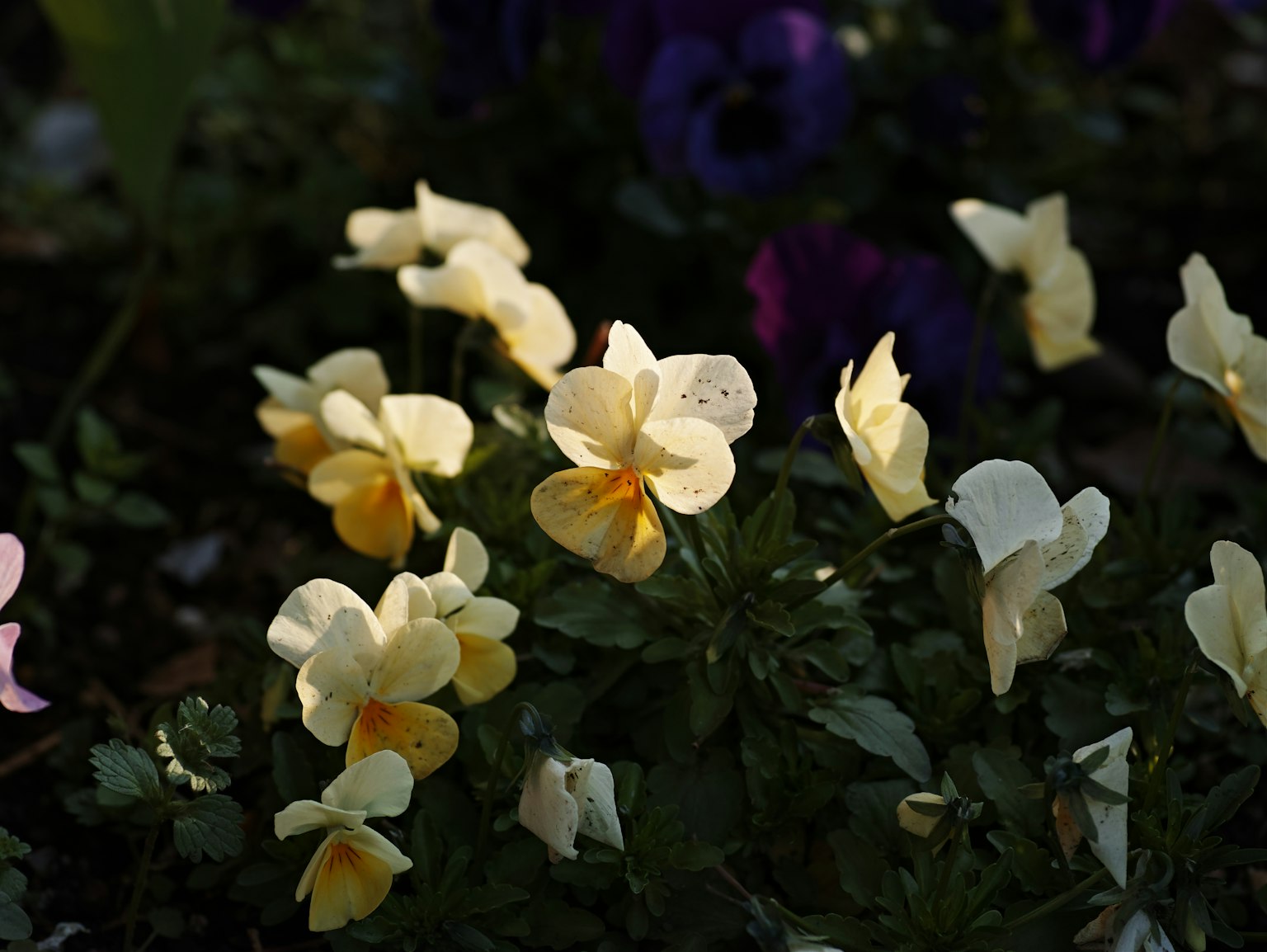 Une scène de jardin avec des fleurs jaunes pâles et des fleurs violettes mélangées