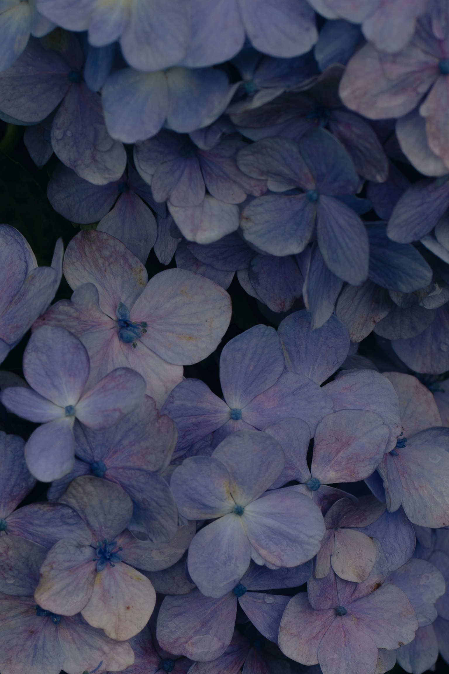 Bündel von blau-lila Blumen in voller Blüte