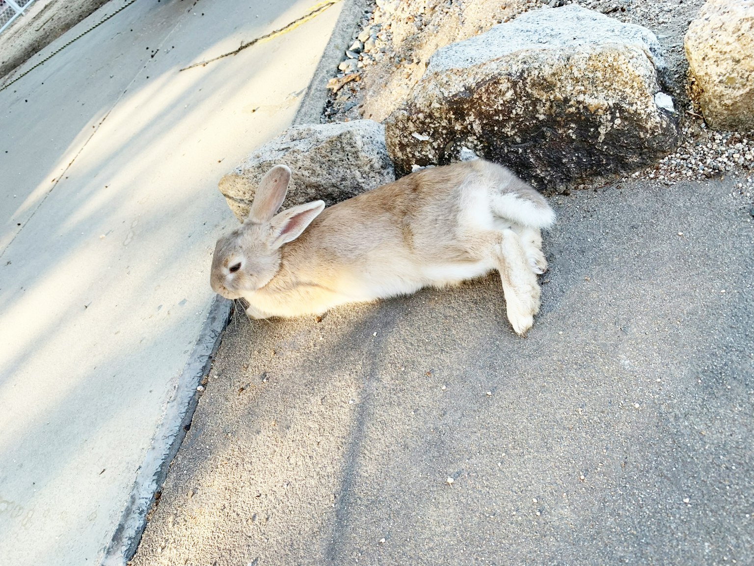 A rabbit lying on asphalt with a relaxed posture
