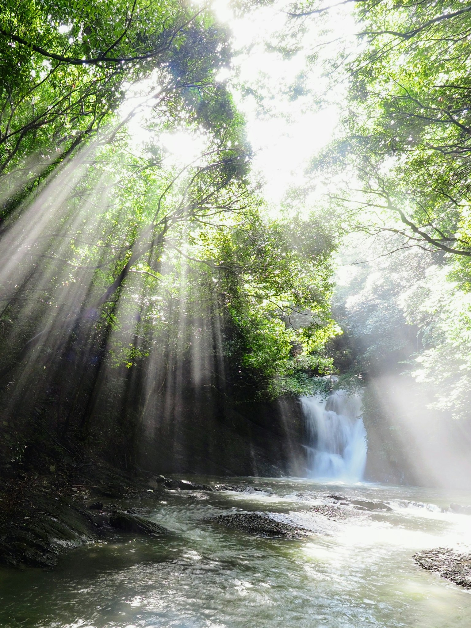 Üppiger Wald mit Sonnenstrahlen und einem Wasserfall
