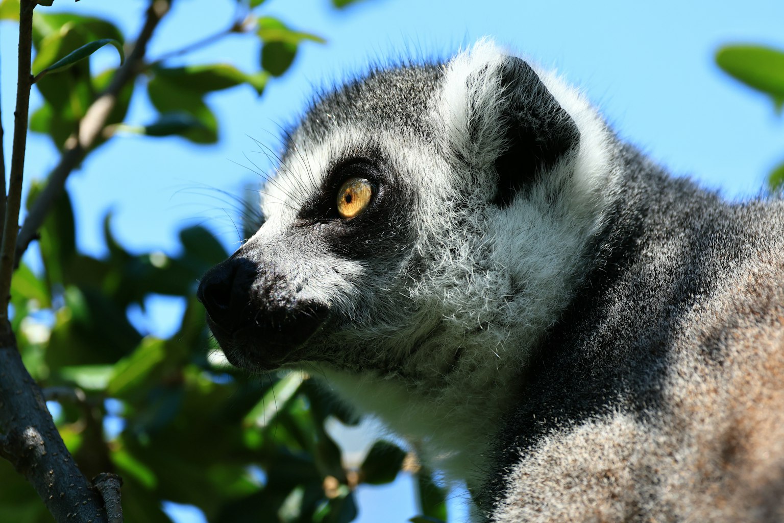 Primo piano del volto di un lemure del Madagascar appollaiato su un albero