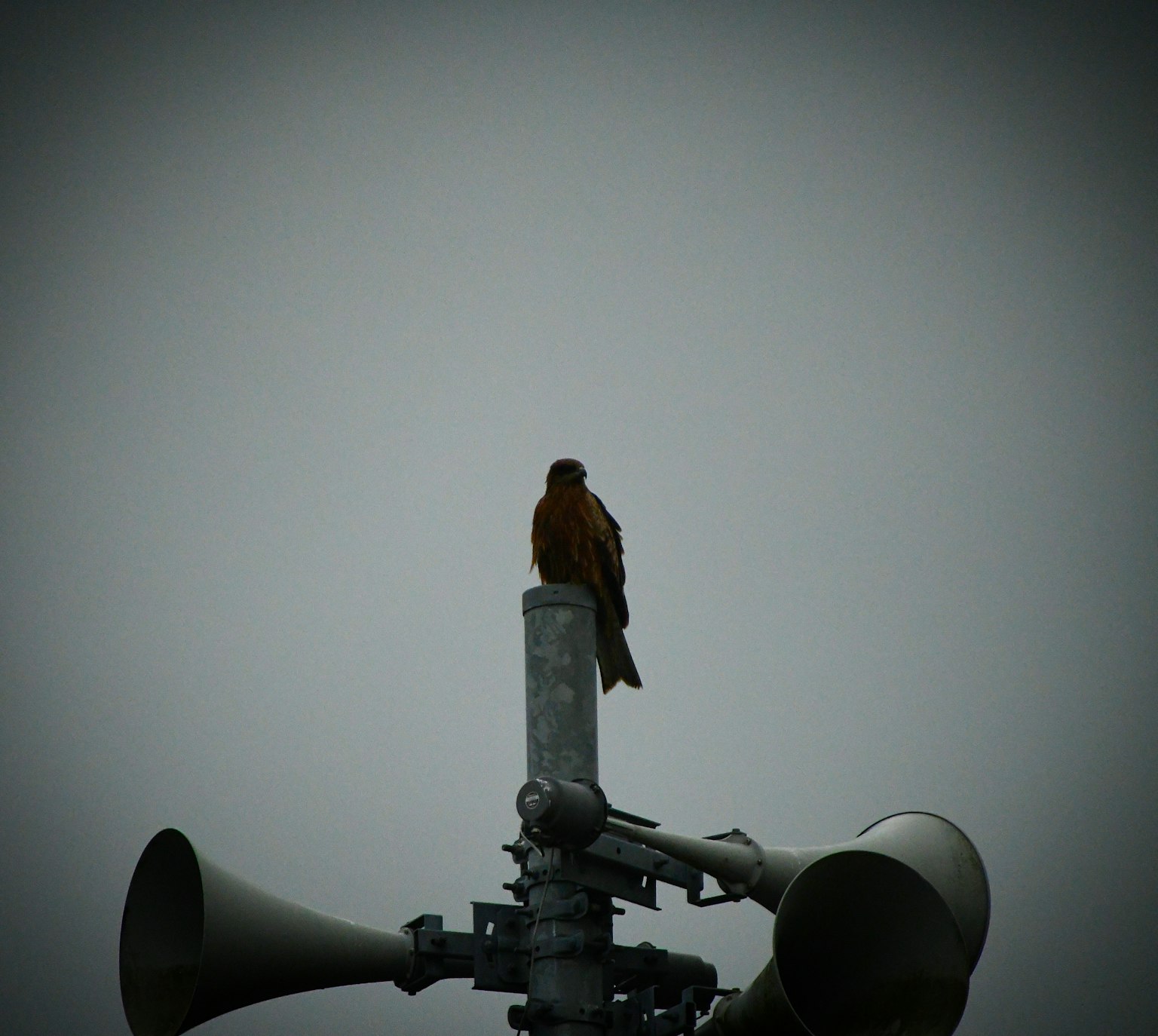 Burung coklat bertengger di tiang speaker di bawah langit abu-abu