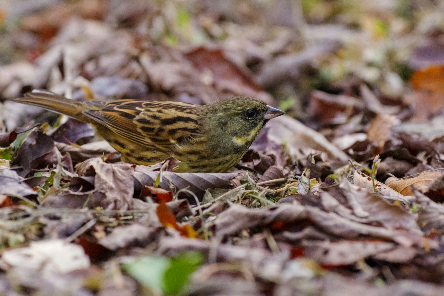 Ein kleiner Vogel zwischen den gefallenen Blättern auf dem Boden