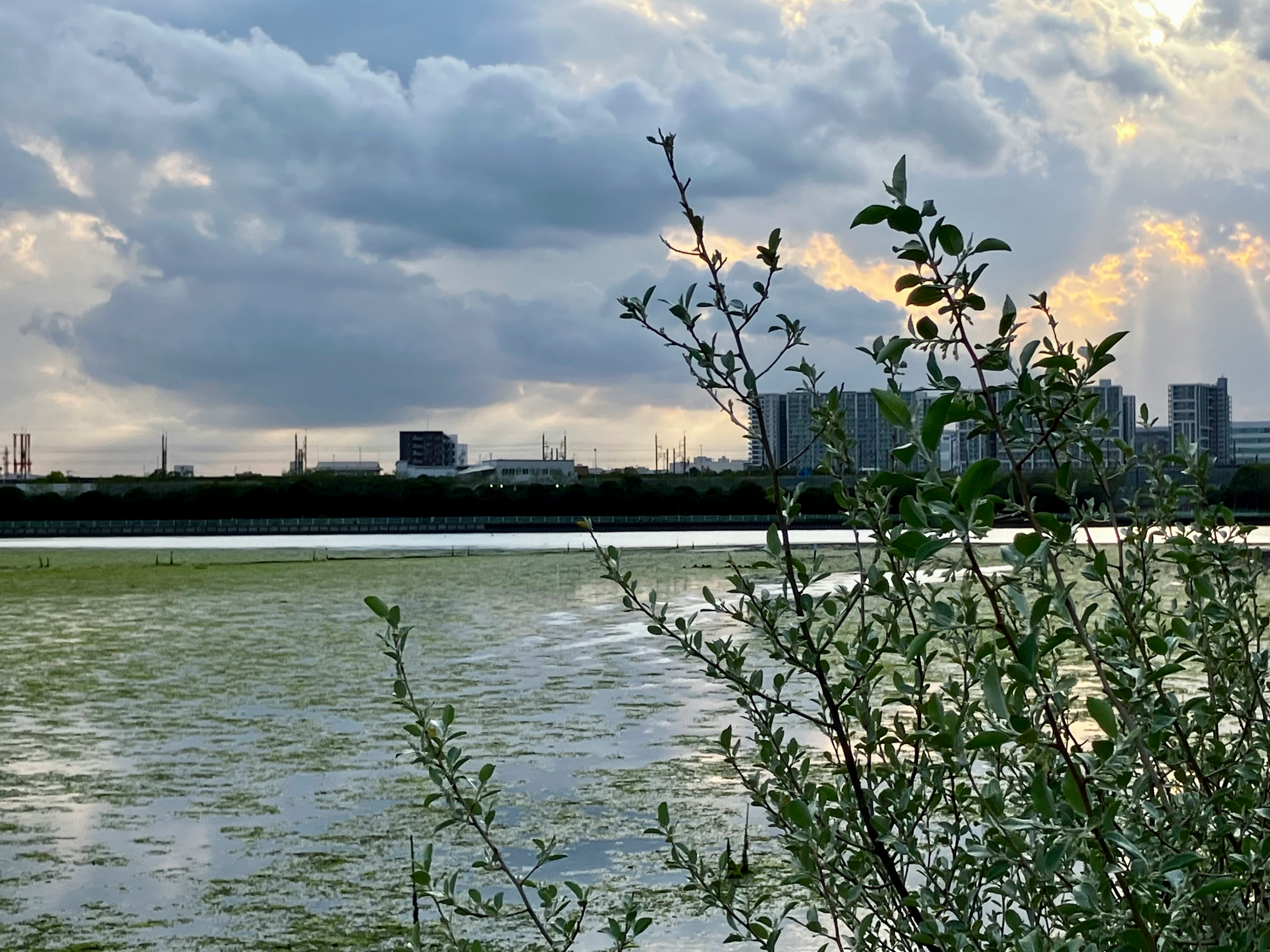 湖畔の水辺と若木のある夕暮れの風景