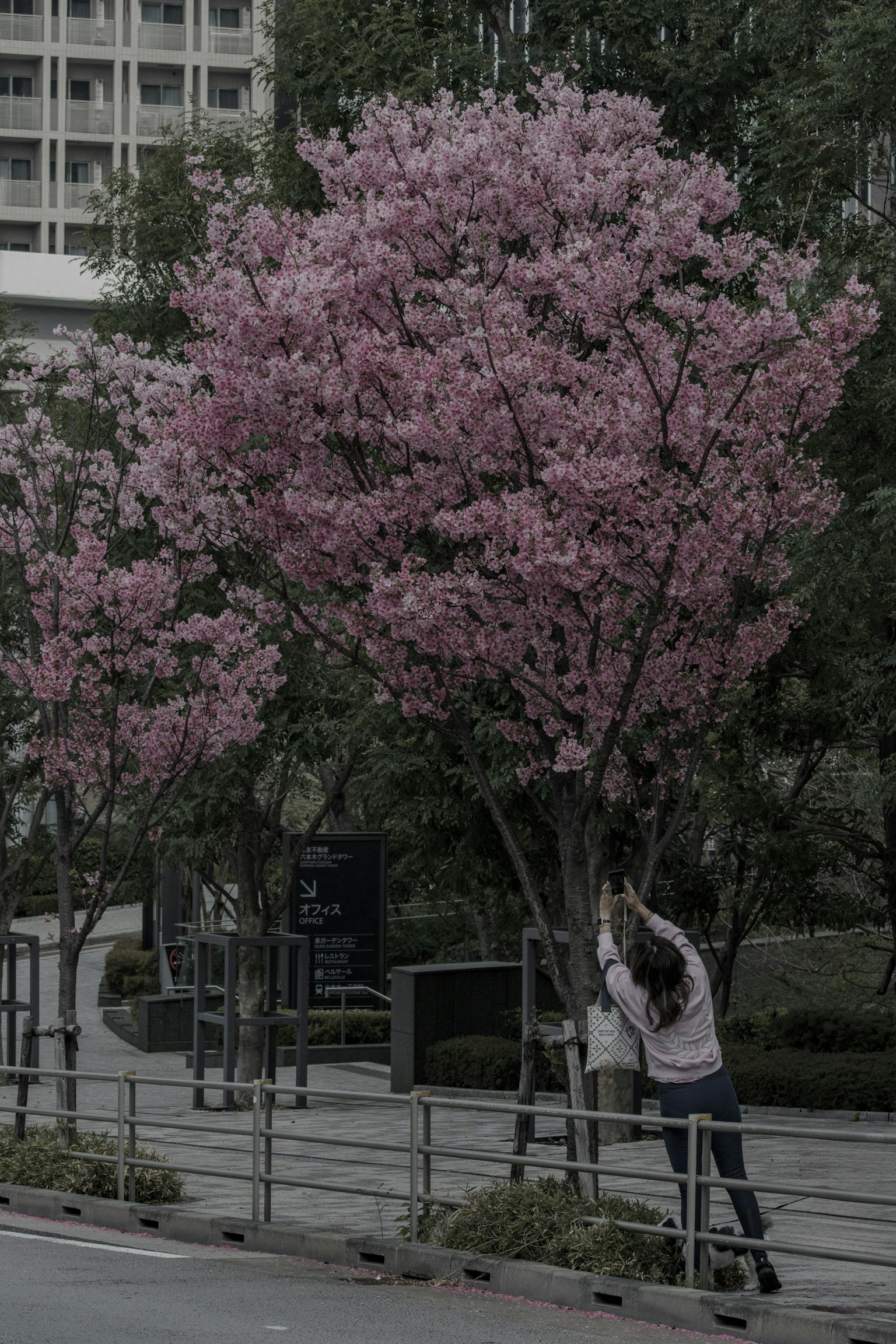 Seorang wanita berpose di depan pohon sakura dengan bunga pink yang cerah