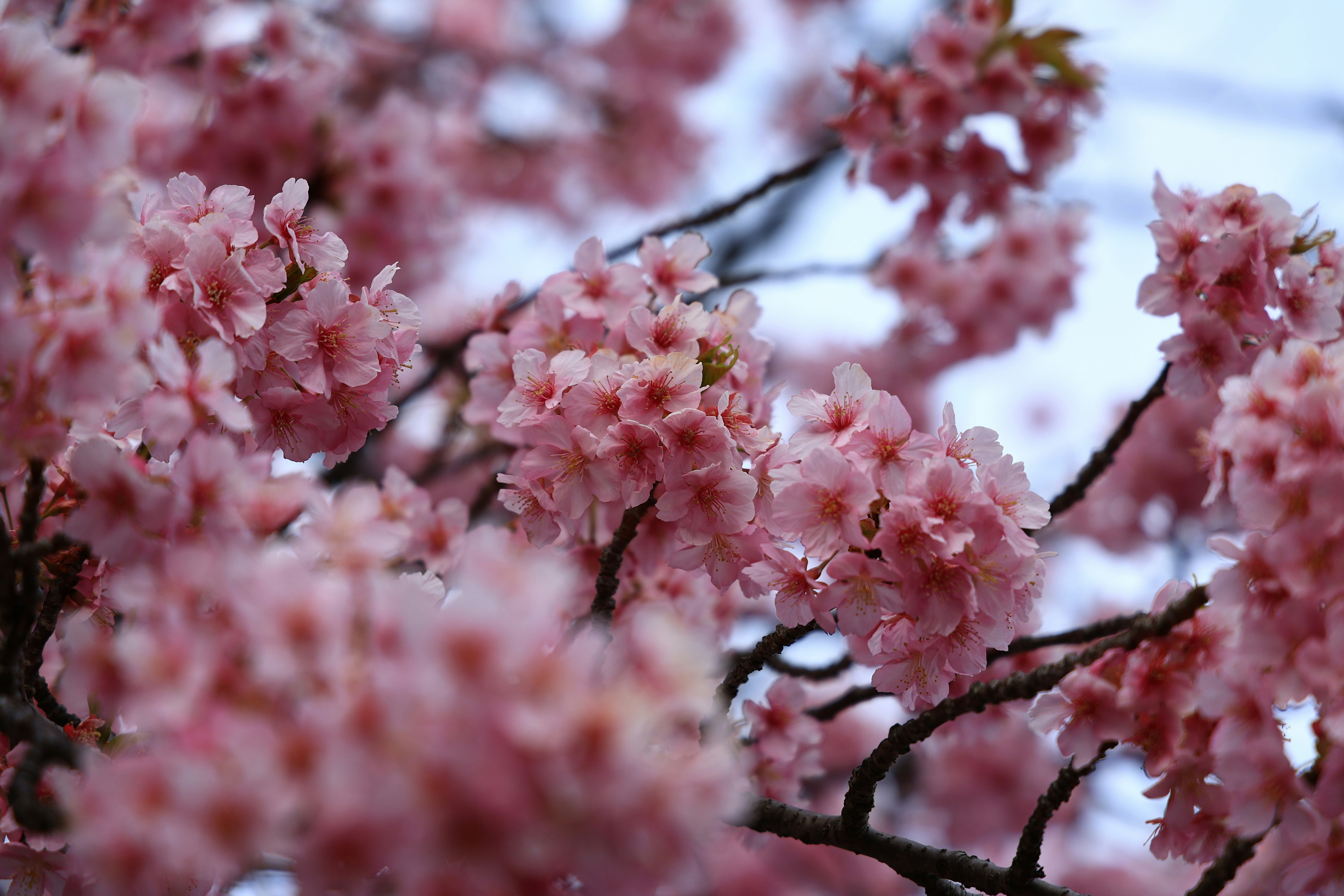 桜の花が満開の枝先と淡いピンクの花びら