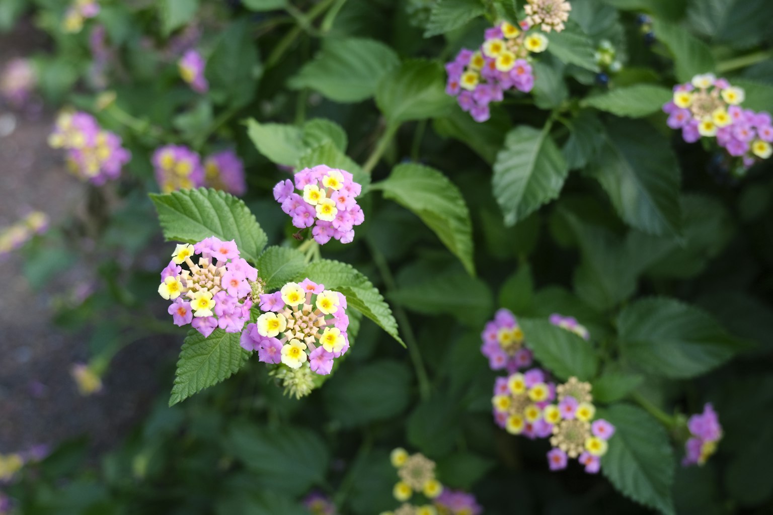Gros plan sur une plante avec des fleurs colorées en violet et jaune