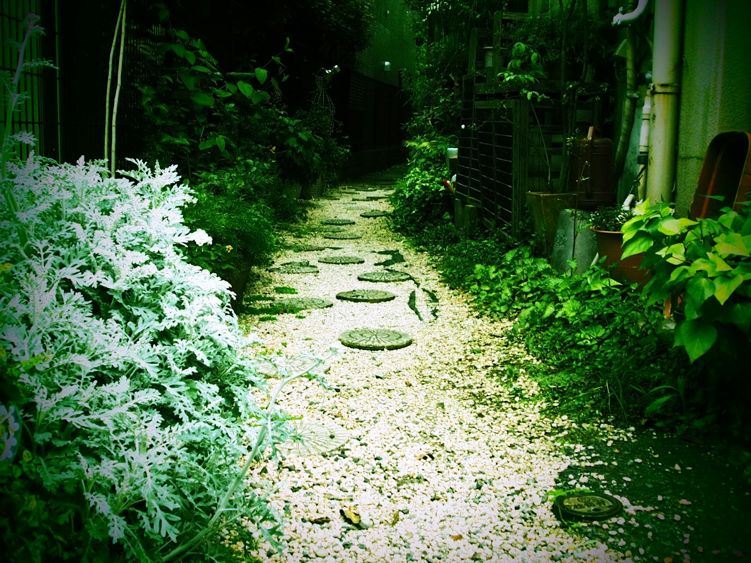 Lush garden path with stepping stones and white gravel landscaping