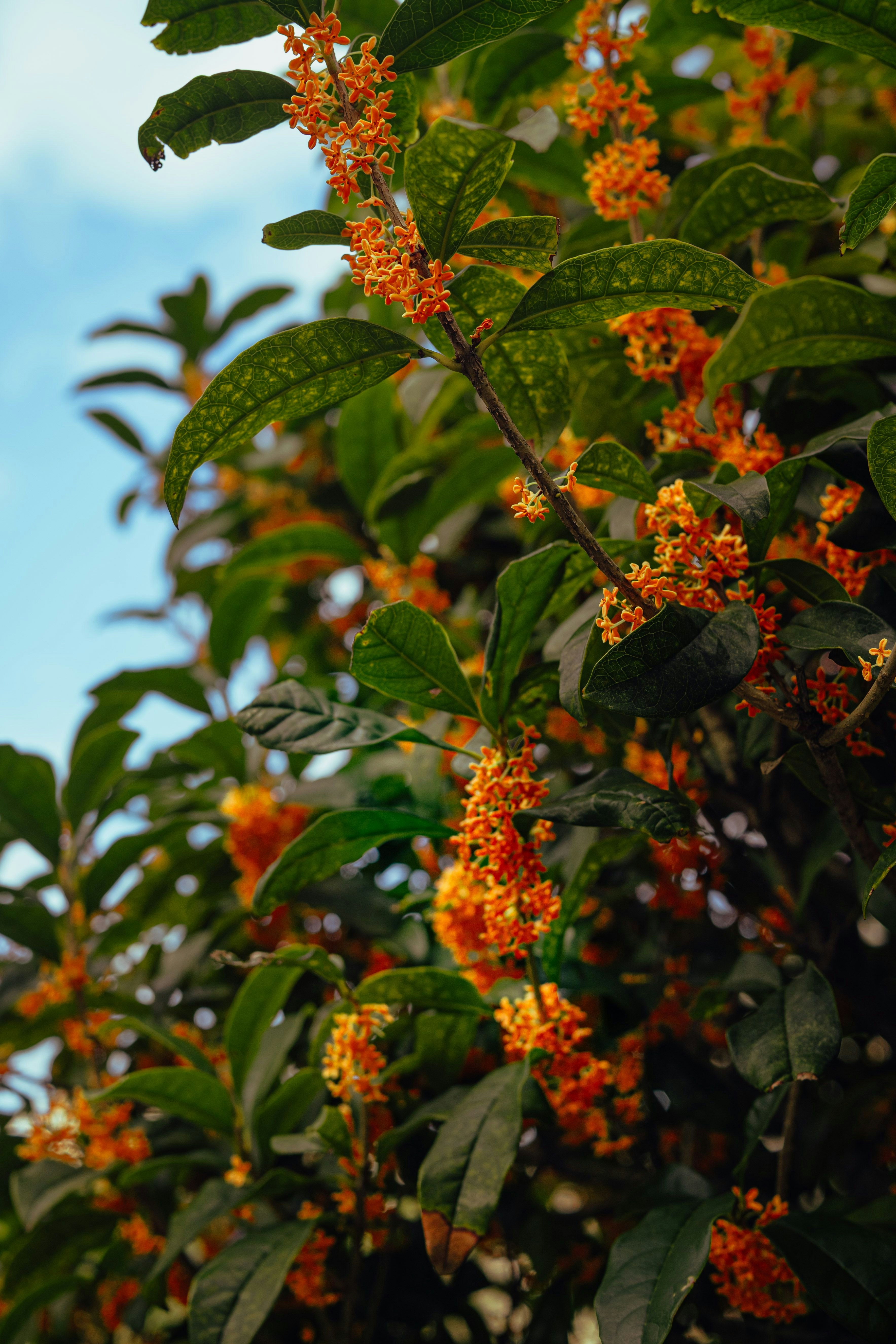 オレンジの花が咲く木の枝と葉のクローズアップ