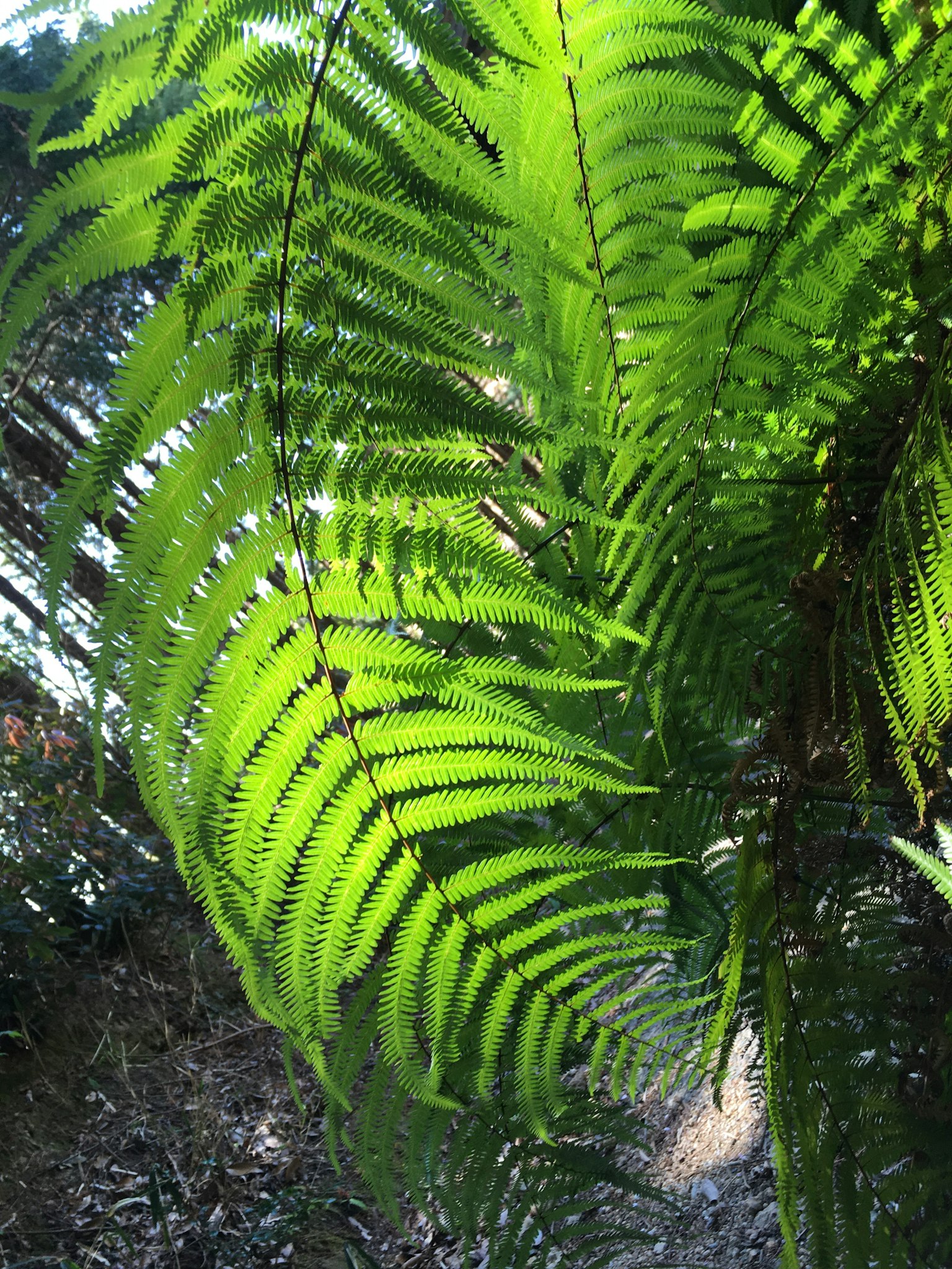 被陽光照亮的綠色蕨類植物葉子