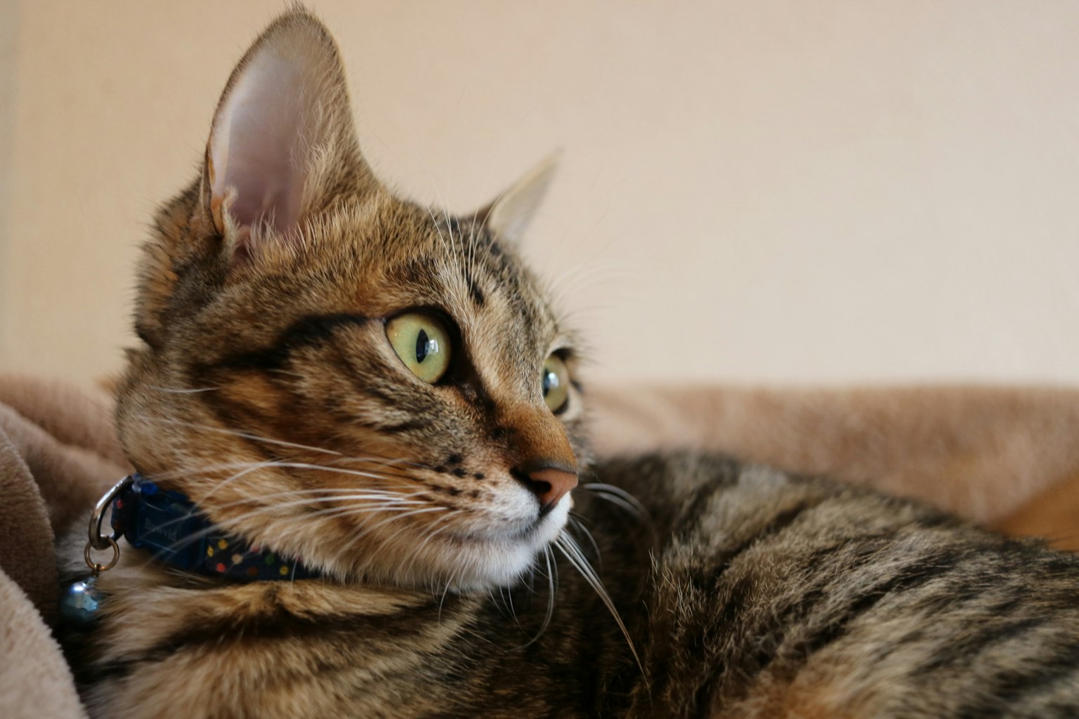 Close-up of a brown tabby cat looking sideways with large green eyes and a blue collar