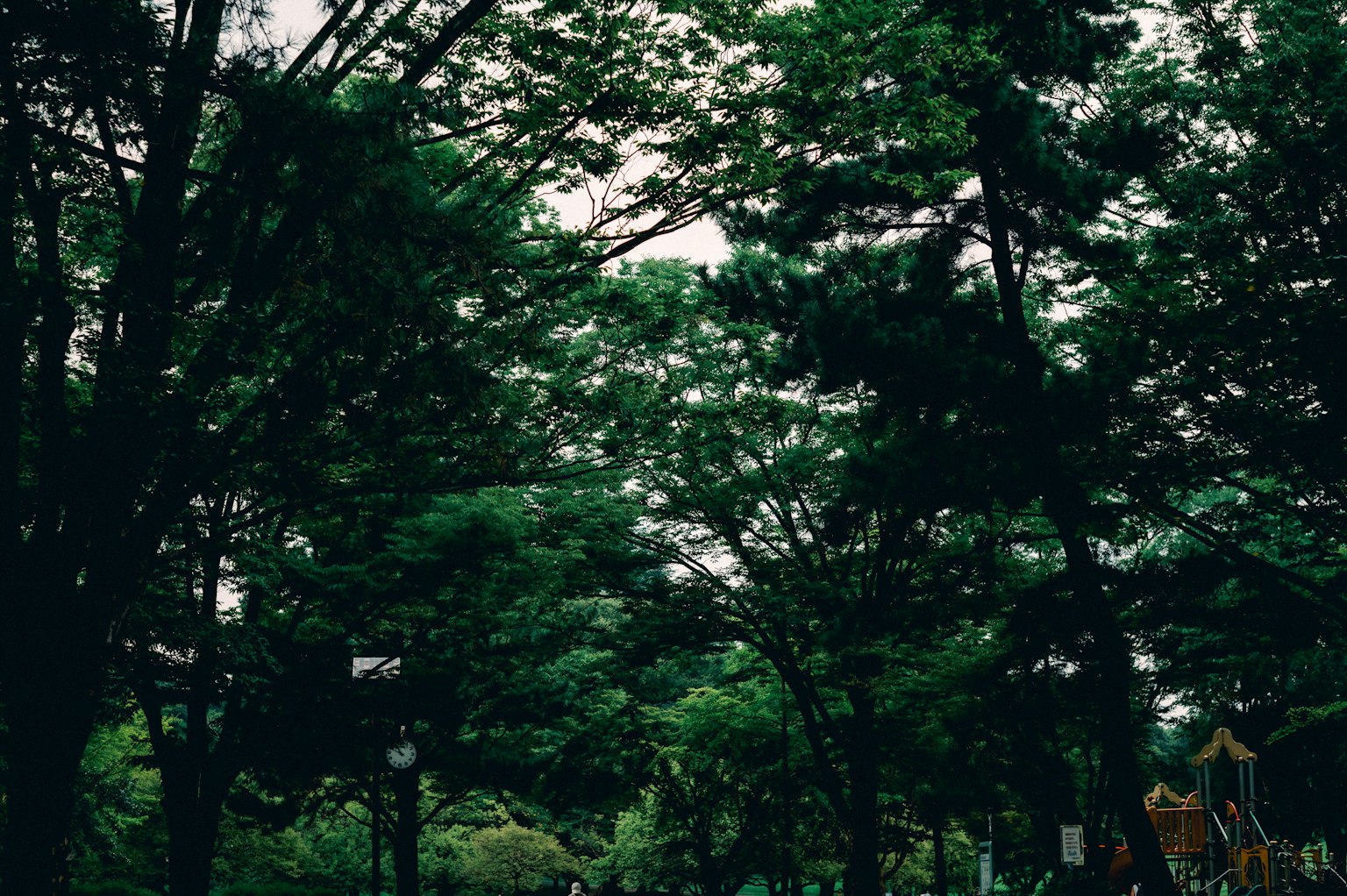 푸른 공원 풍경과 높은 나무 및 놀이터
