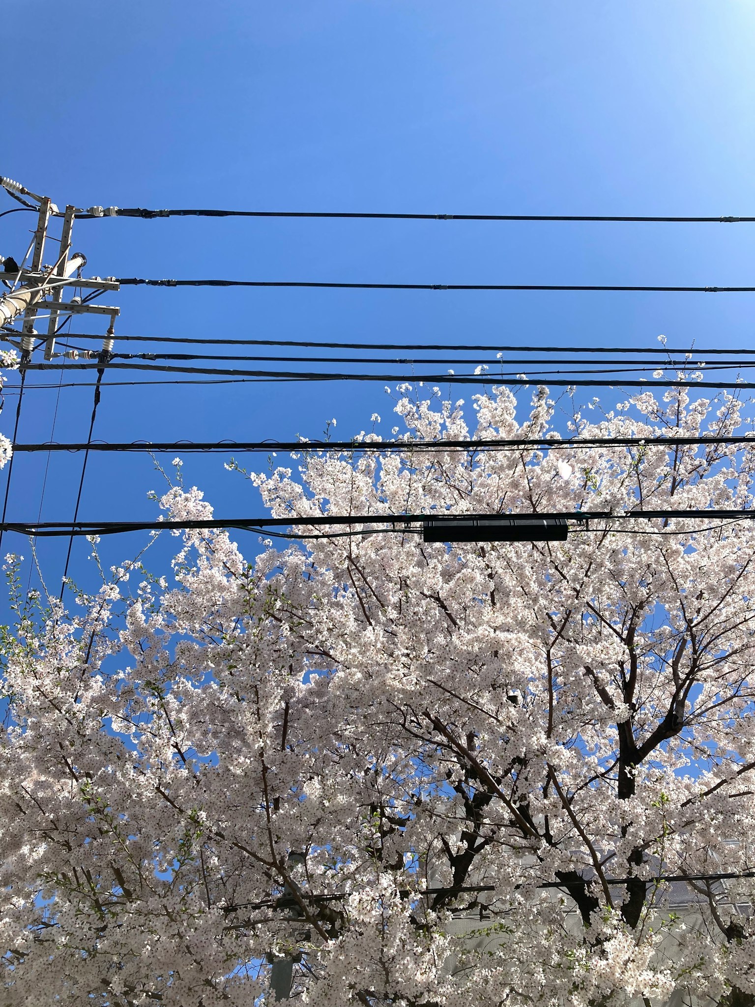 櫻花在晴朗藍天下綻放，配有電線