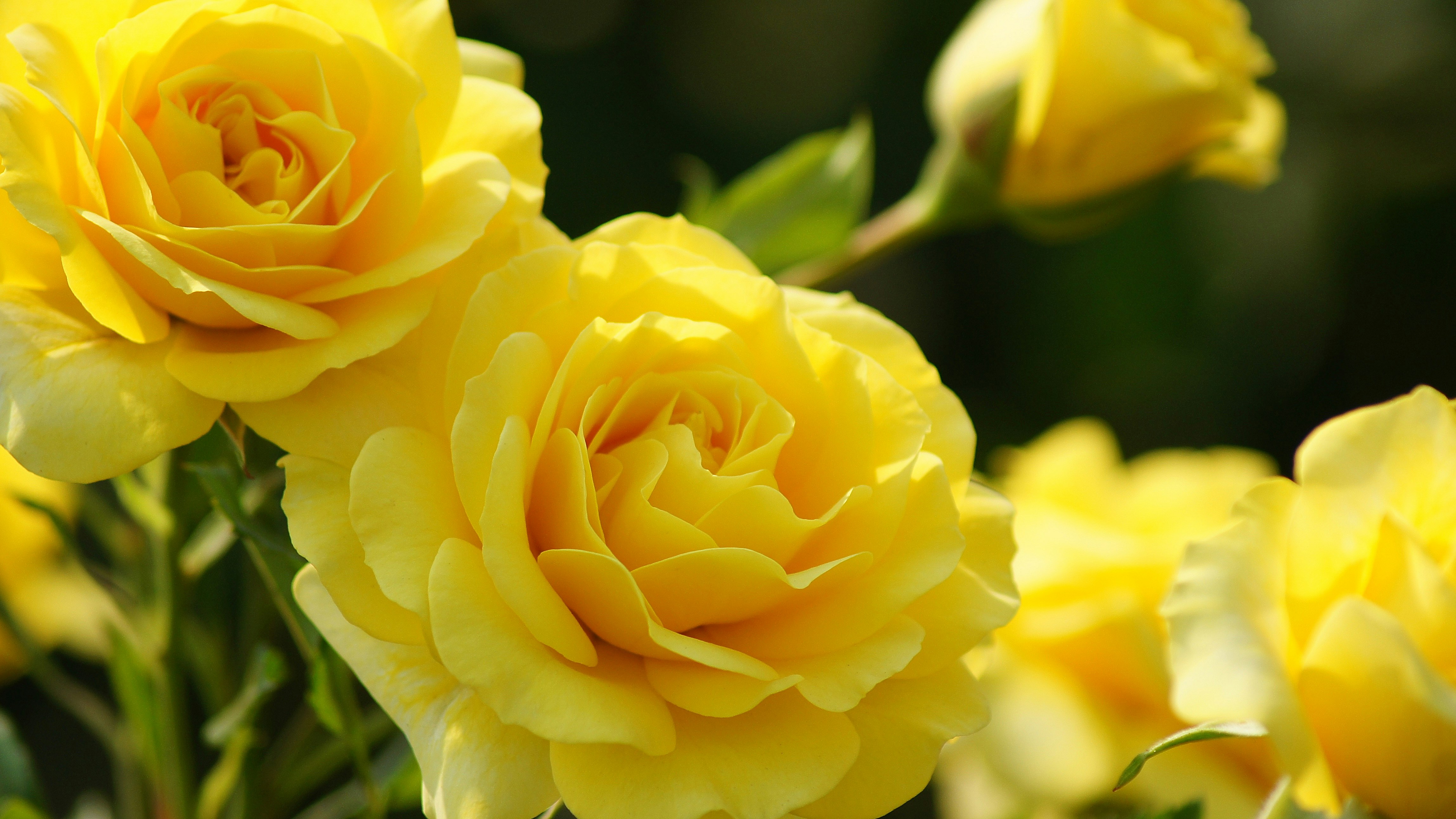 黄色いバラの花が寄り添うクローズアップ