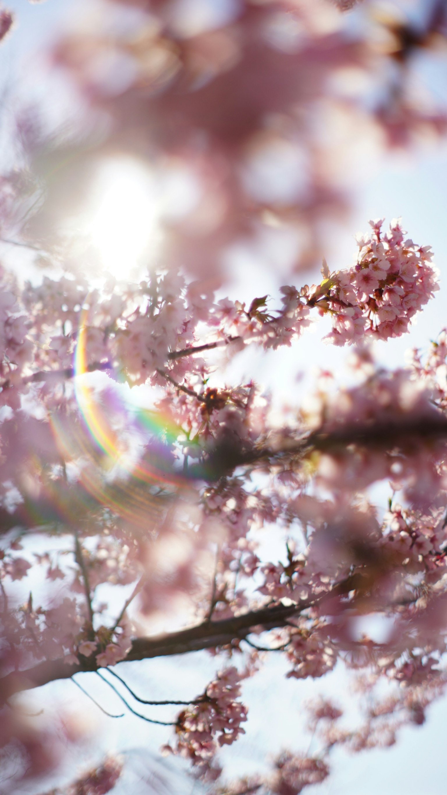 Gros plan sur des branches de cerisier en fleurs scintillant au soleil contre un ciel bleu