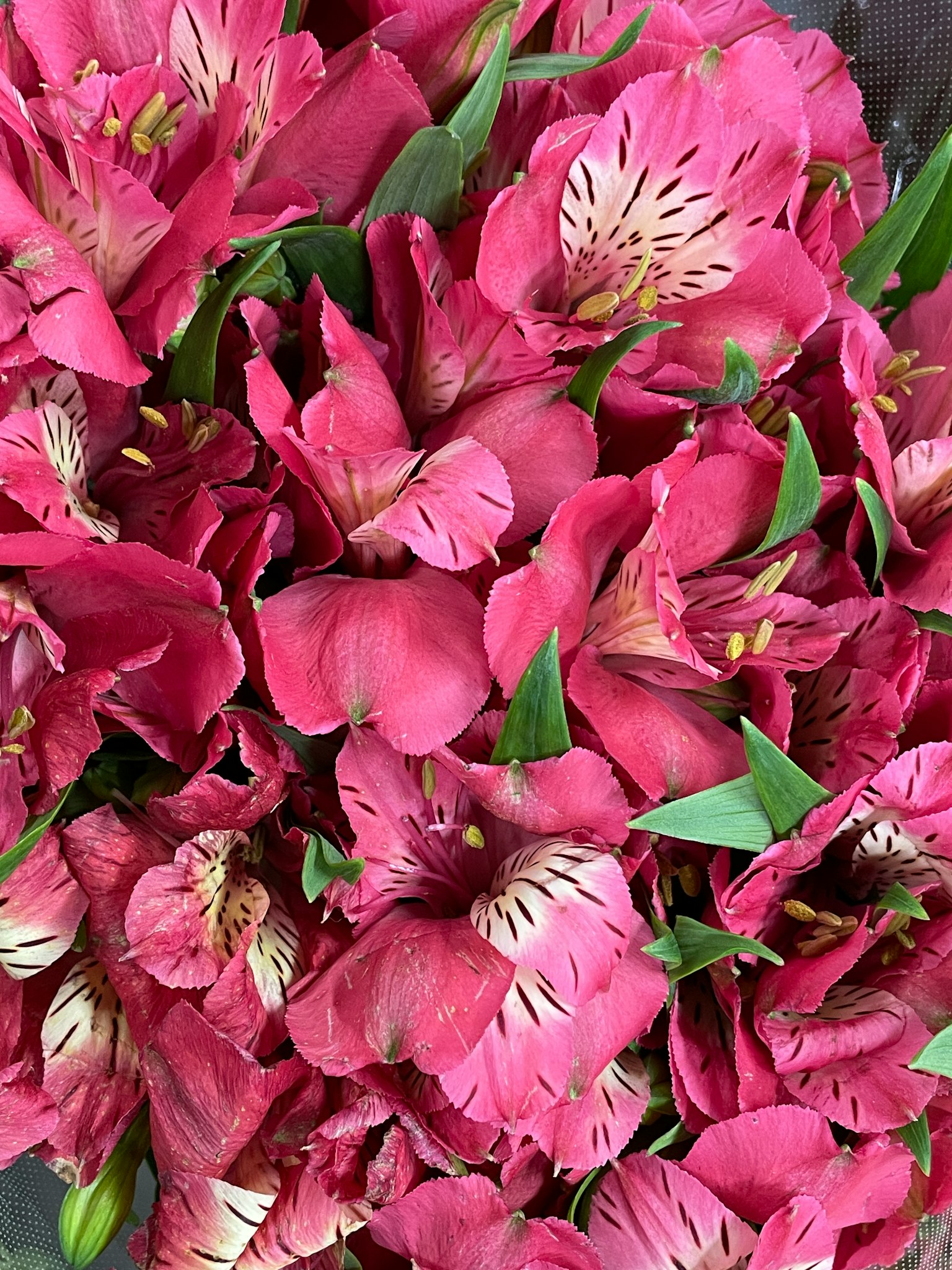Petali di fiori rosa vivaci sovrapposti in un bellissimo arrangiamento