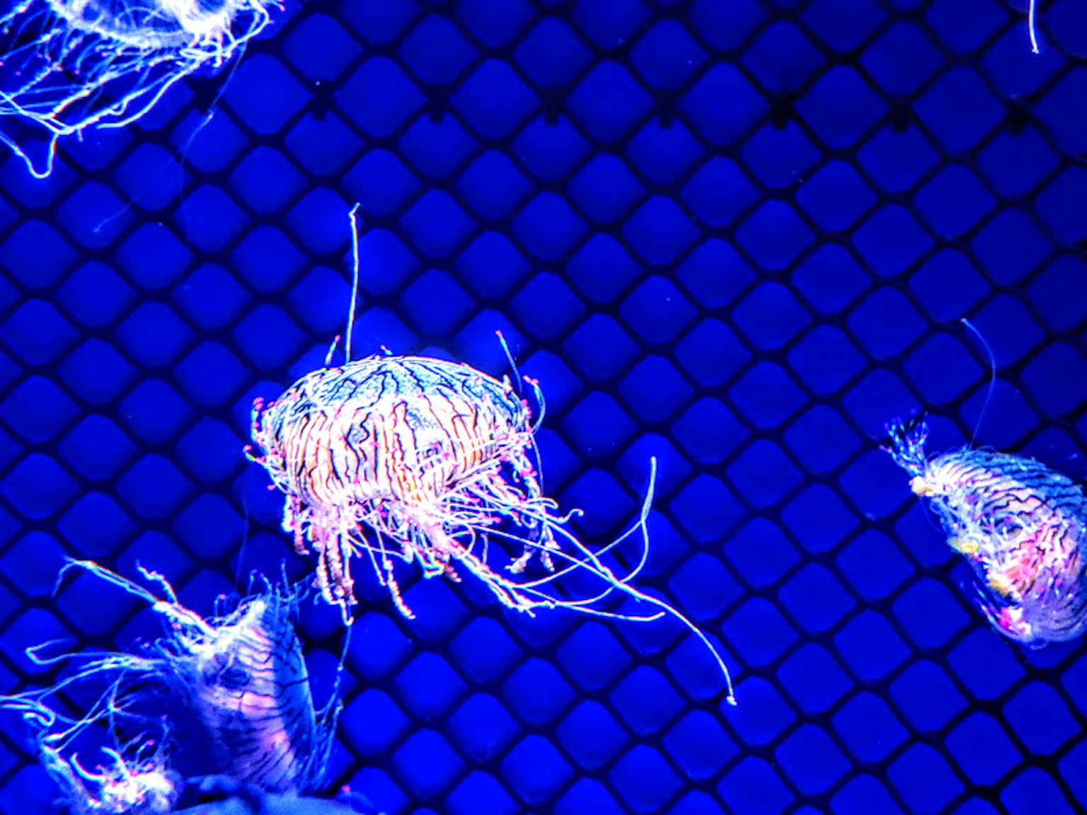 Medusa che galleggia su uno sfondo blu con tentacoli luminosi
