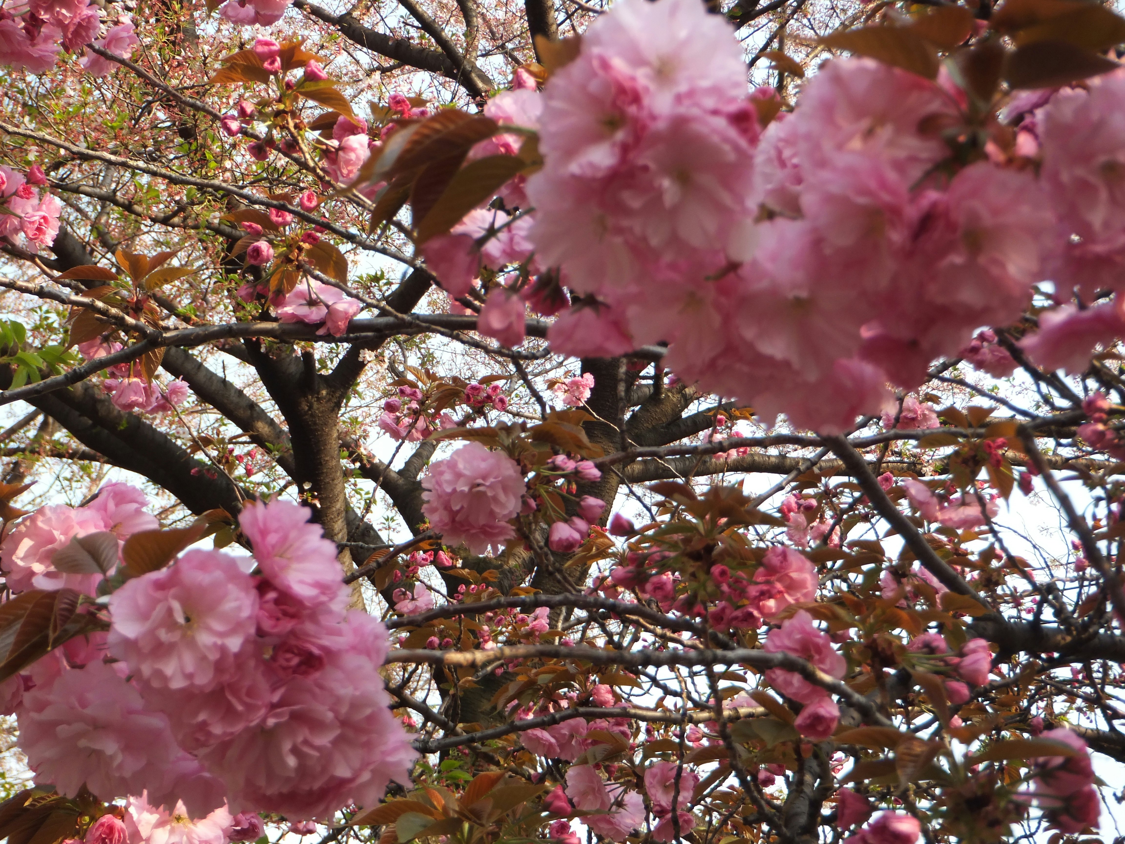 gros plan de fleurs de cerisier roses sur des branches d’arbre