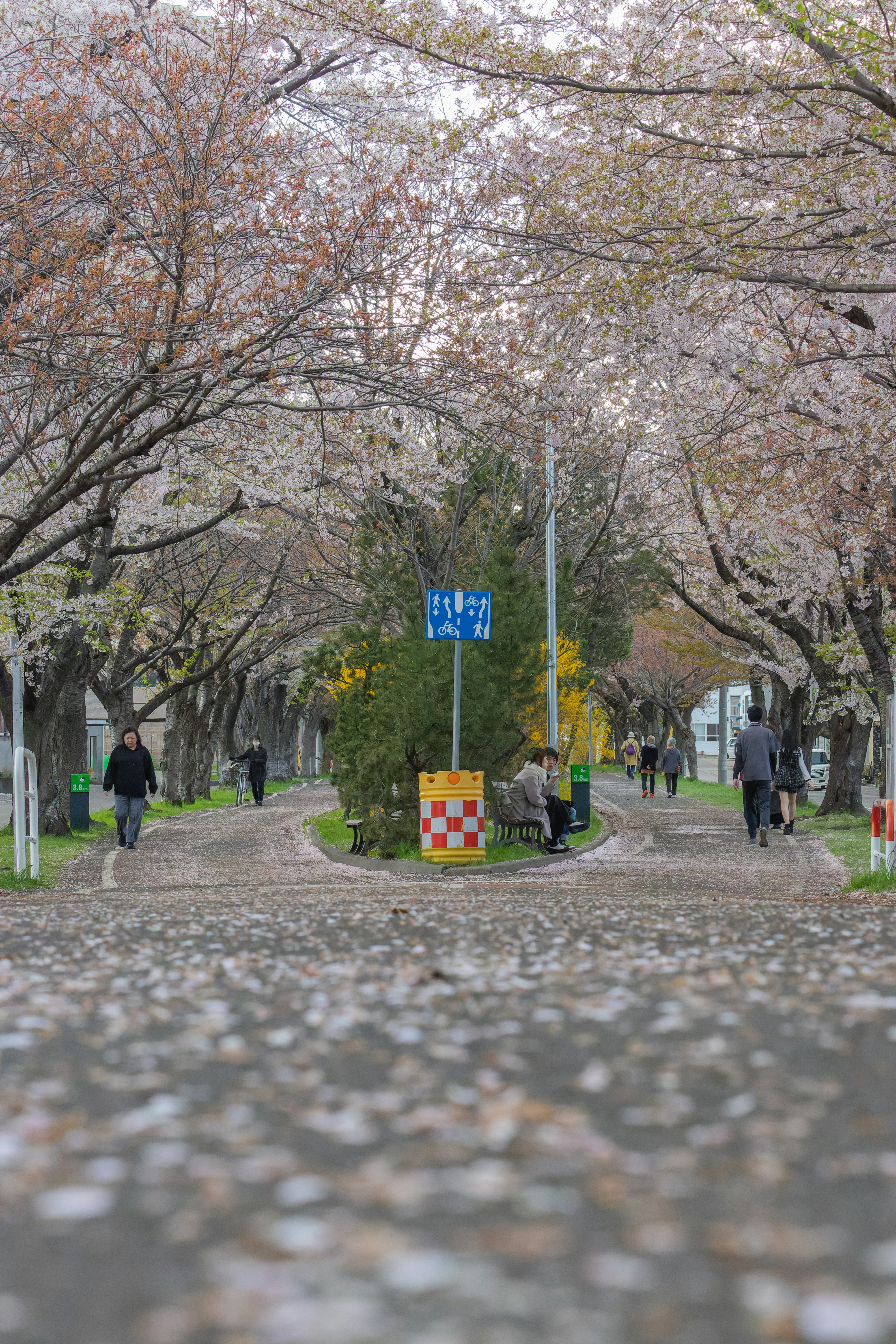 jalan setapak musim semi dengan deretan bunga sakura dan orang berjalan