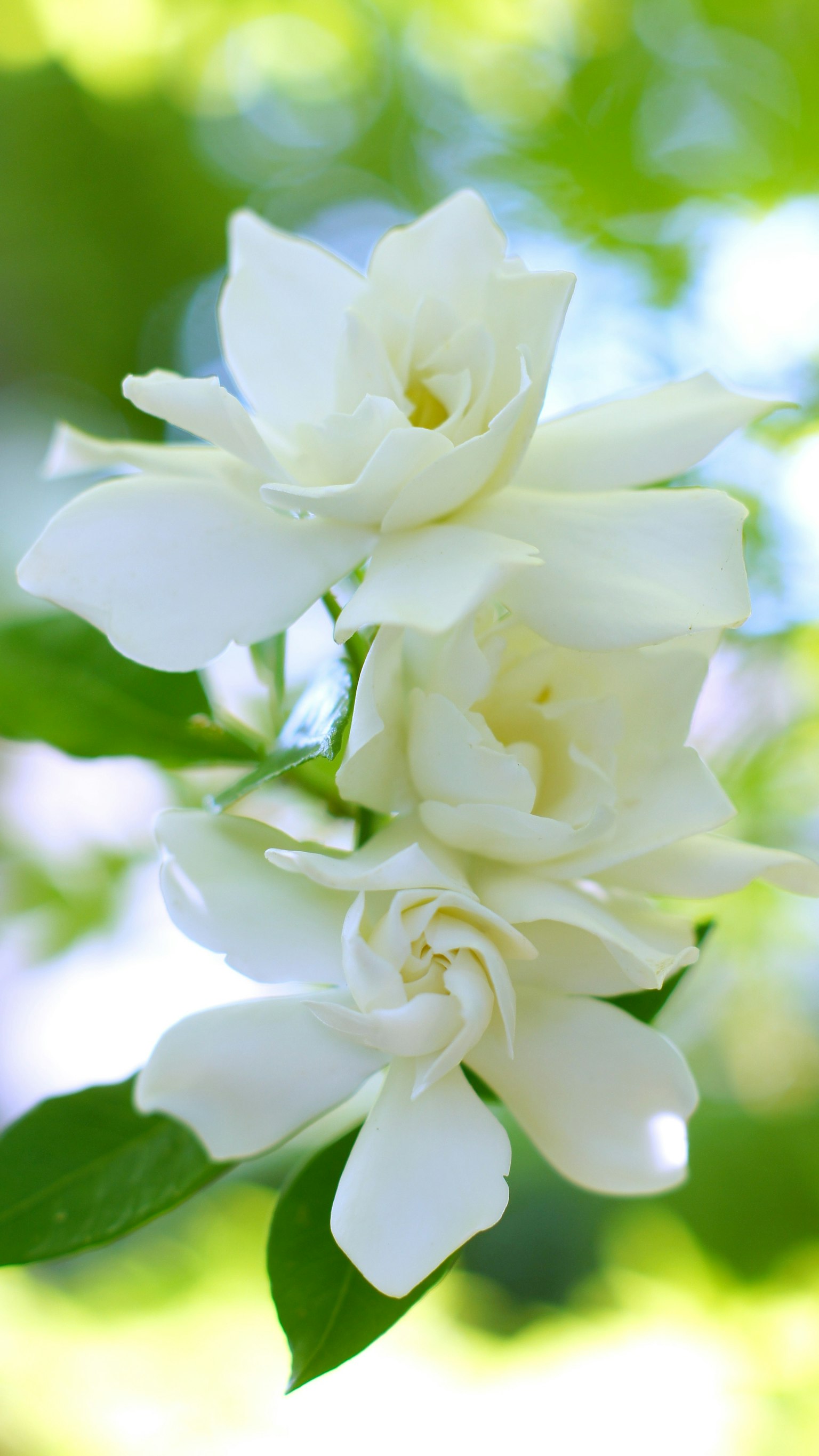 Flores de jazmín blancas floreciendo contra un fondo verde