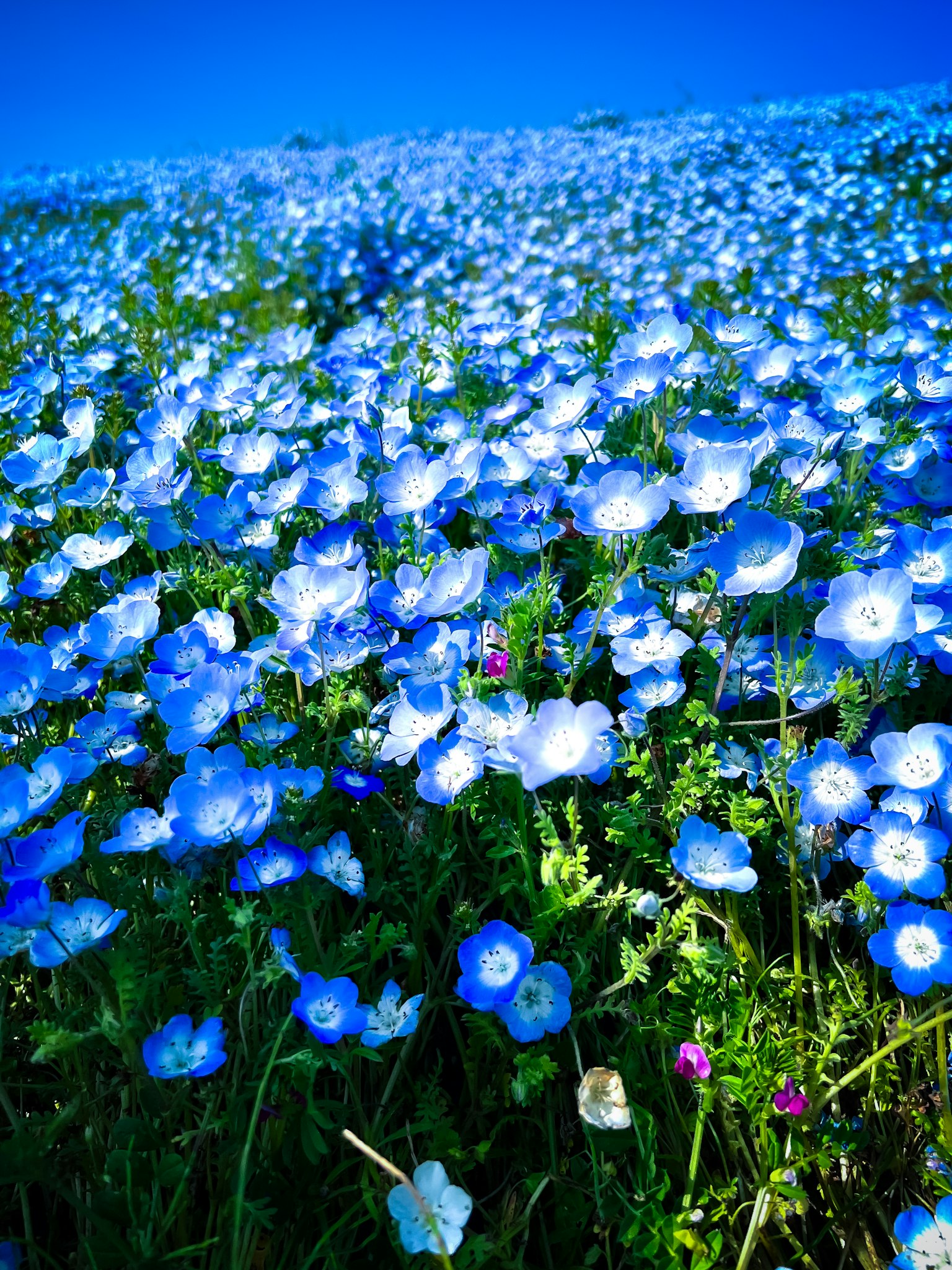 Ladang bunga biru yang cerah di bawah langit biru
