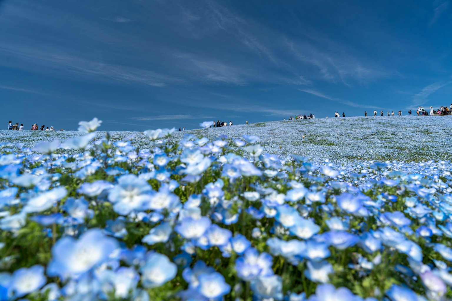 Pemandangan indah bunga biru di ladang