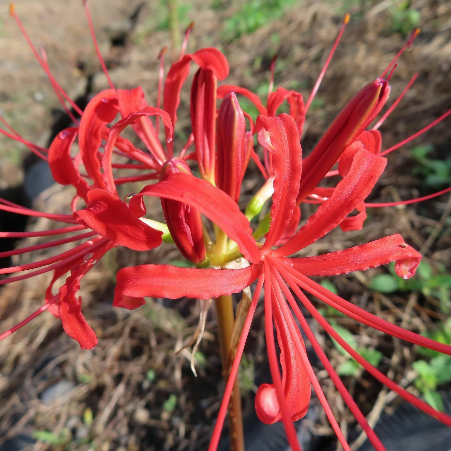 赤いヒガンバナの花と細い花弁のクローズアップ