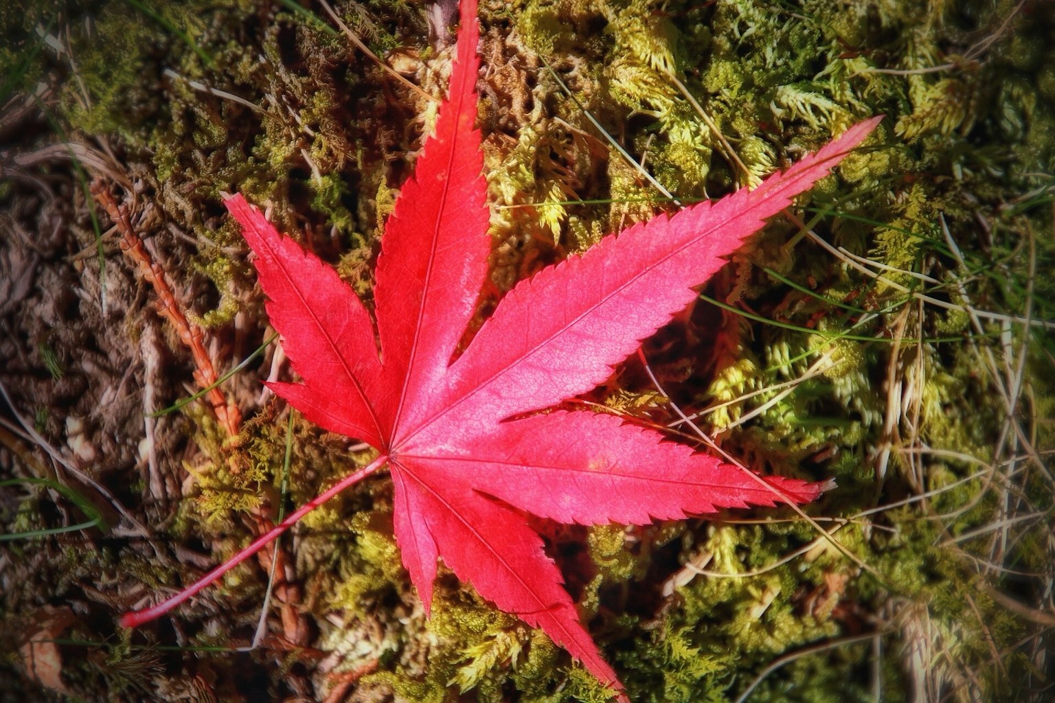 Daun maple merah cerah yang terletak di atas lumut hijau