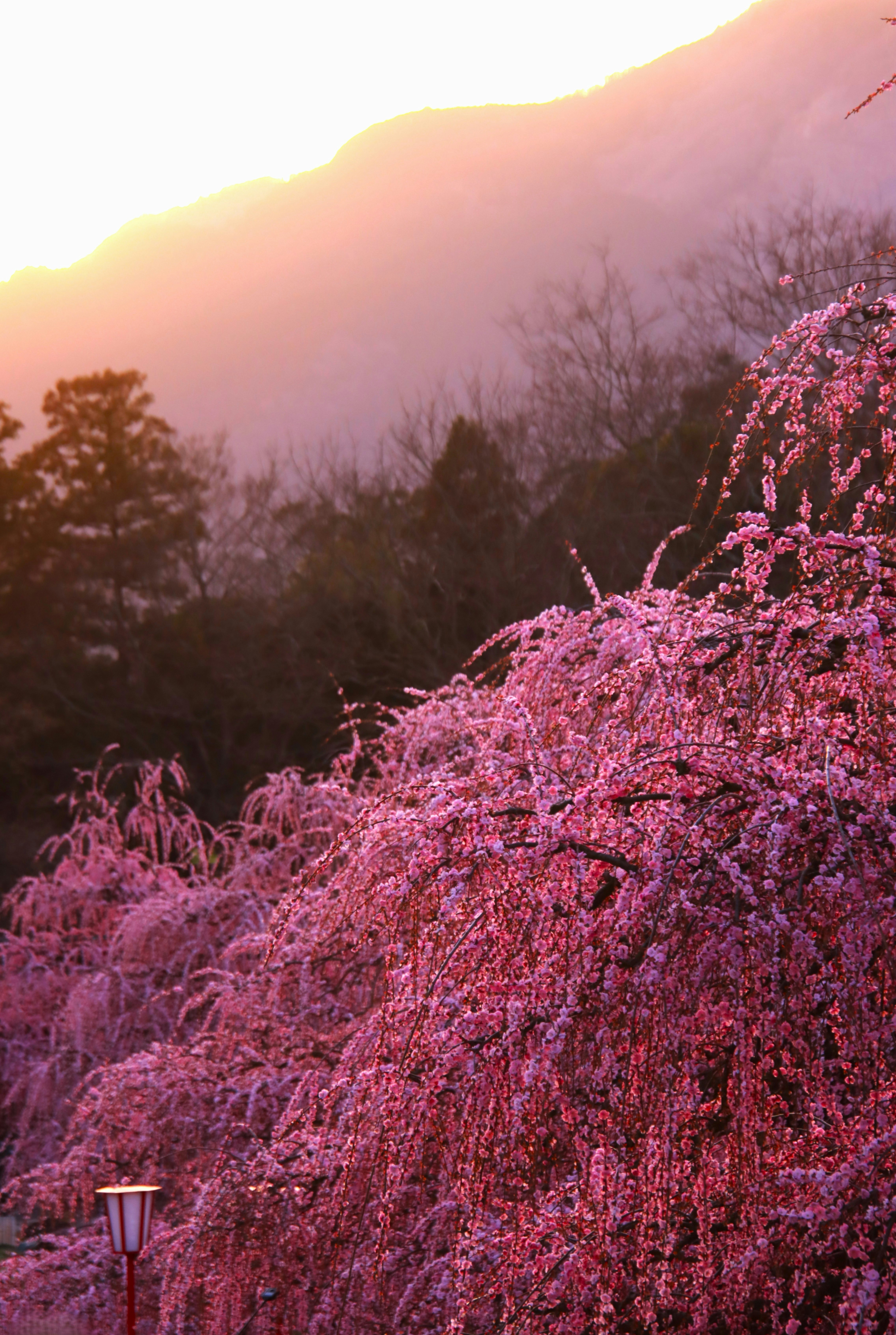 枝垂れ梅の花咲く夕景の山あいの風景