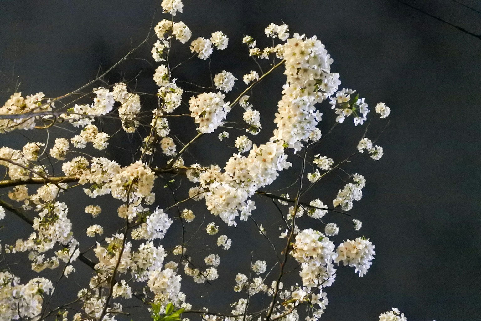 Gros plan sur des branches avec des fleurs blanches en fleurs