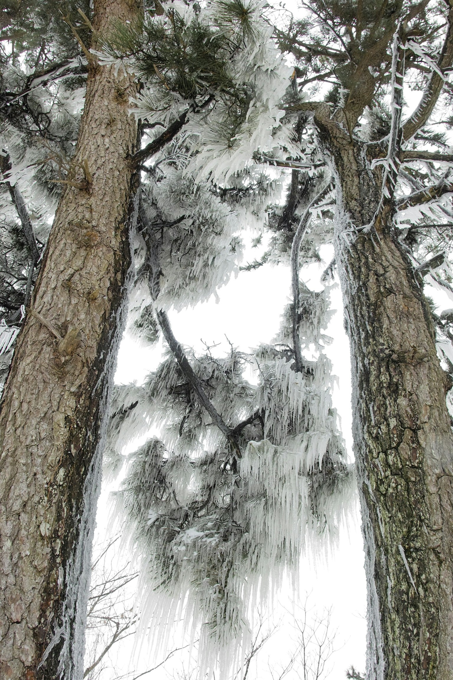 View looking up between snow-covered trees