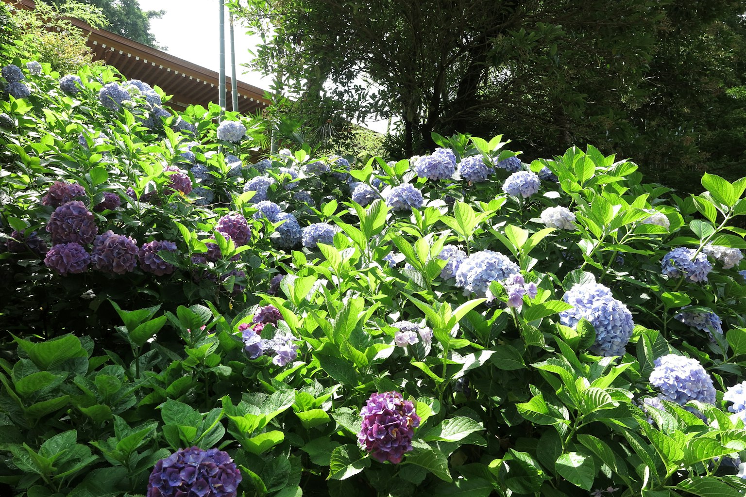 Scène de jardin luxuriant avec des hortensias bleus et violets en fleurs