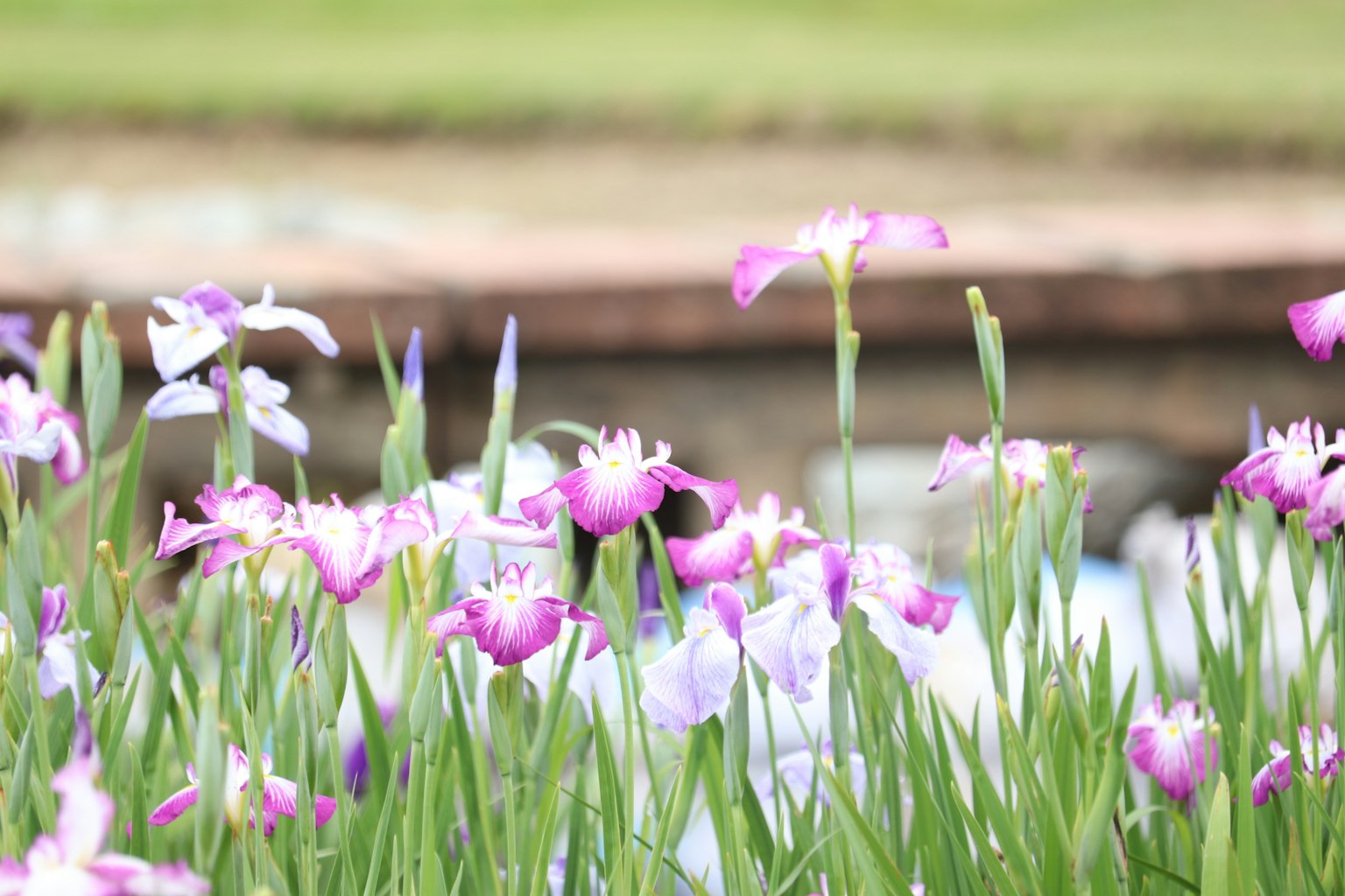 A beautiful scene of purple and white flowers blooming with green grass and a water edge in the background