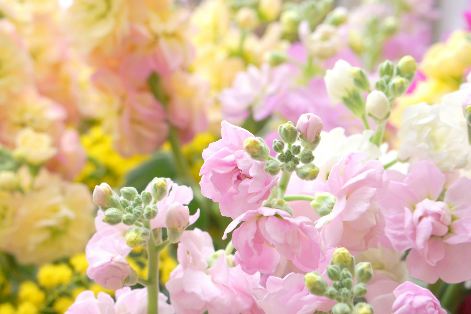 Eine lebendige Darstellung von bunten Blumen in Blüte