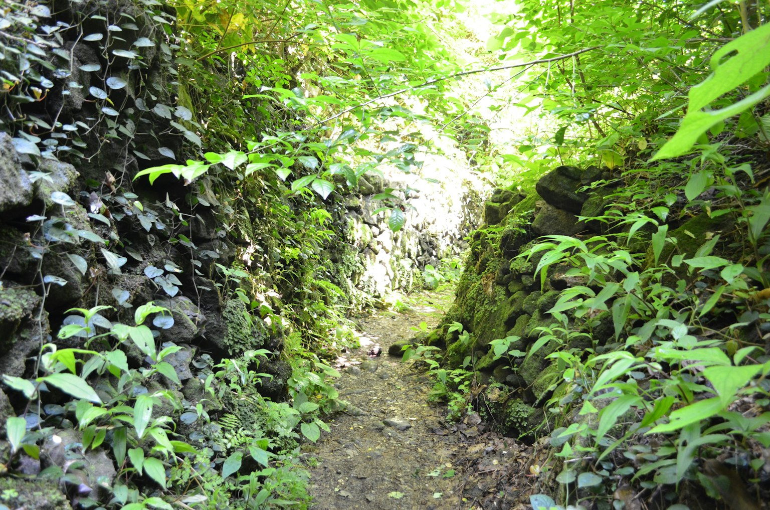 Bild eines üppigen Waldwegs, umgeben von dichter Vegetation