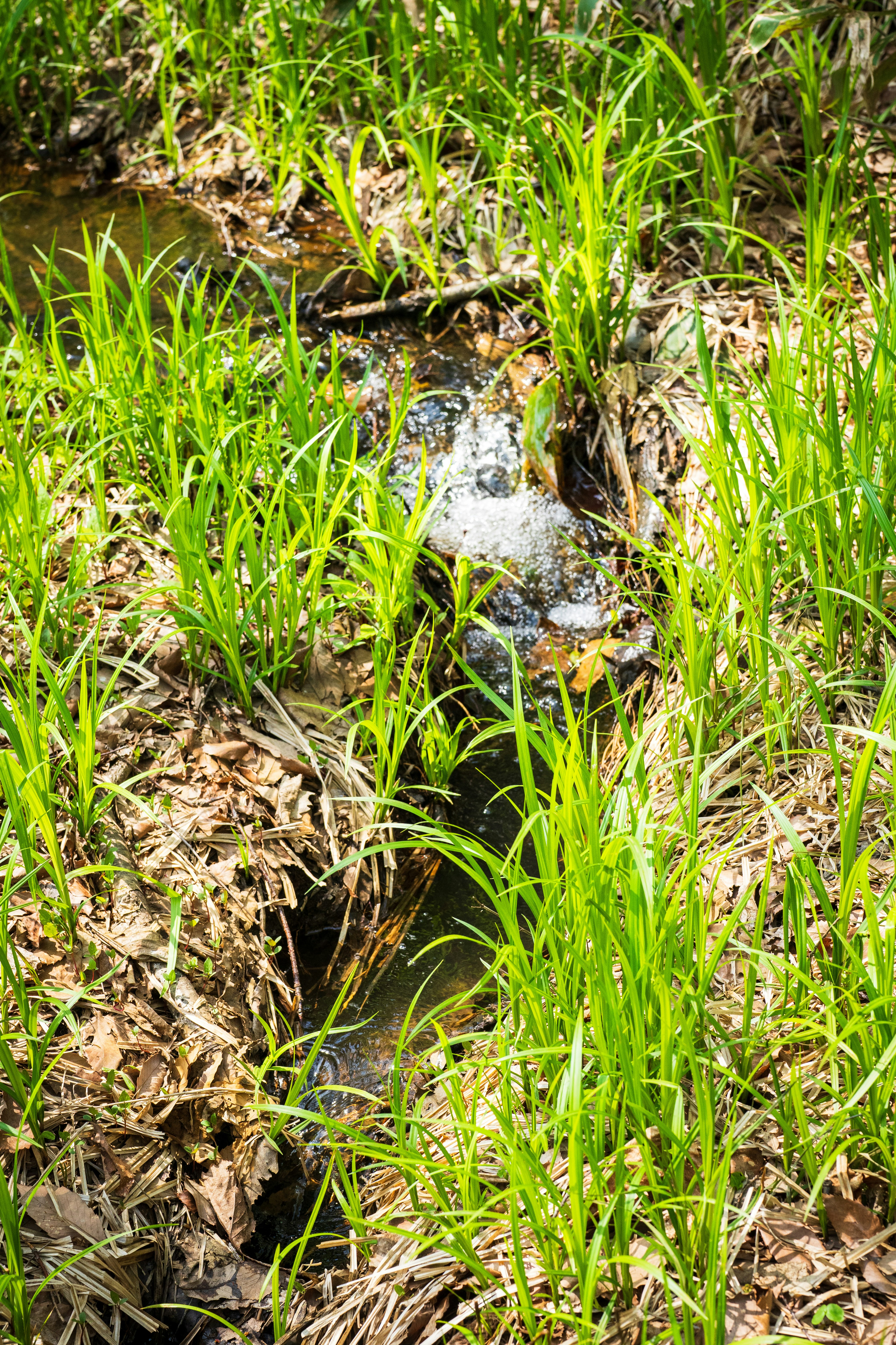 piccola pozzanghera tra erba e terreno